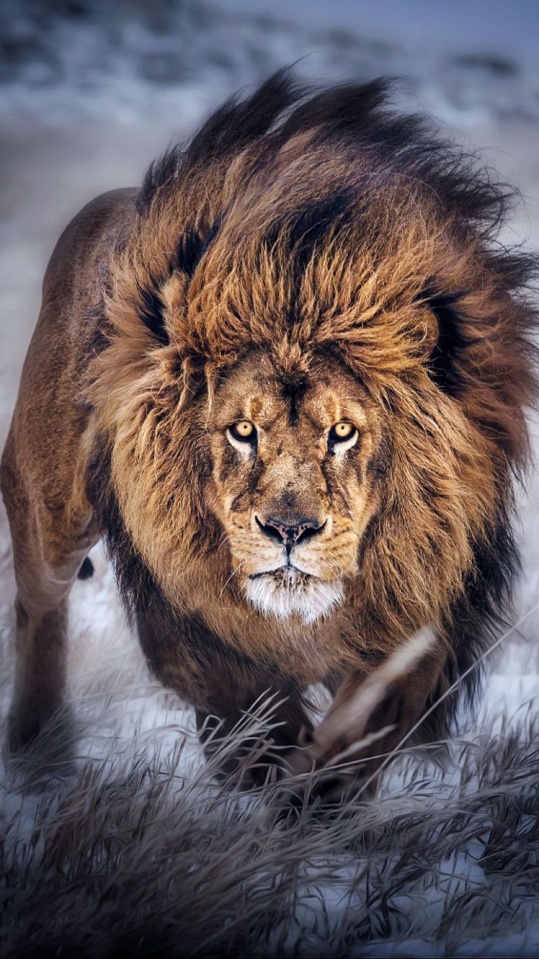 Lion iPhone, iPhone, Desktop HD Background / Wallpaper (1080p, 4k) #hdwallpaper #androidwallpa. Lion image, Lions photo, Lion photography