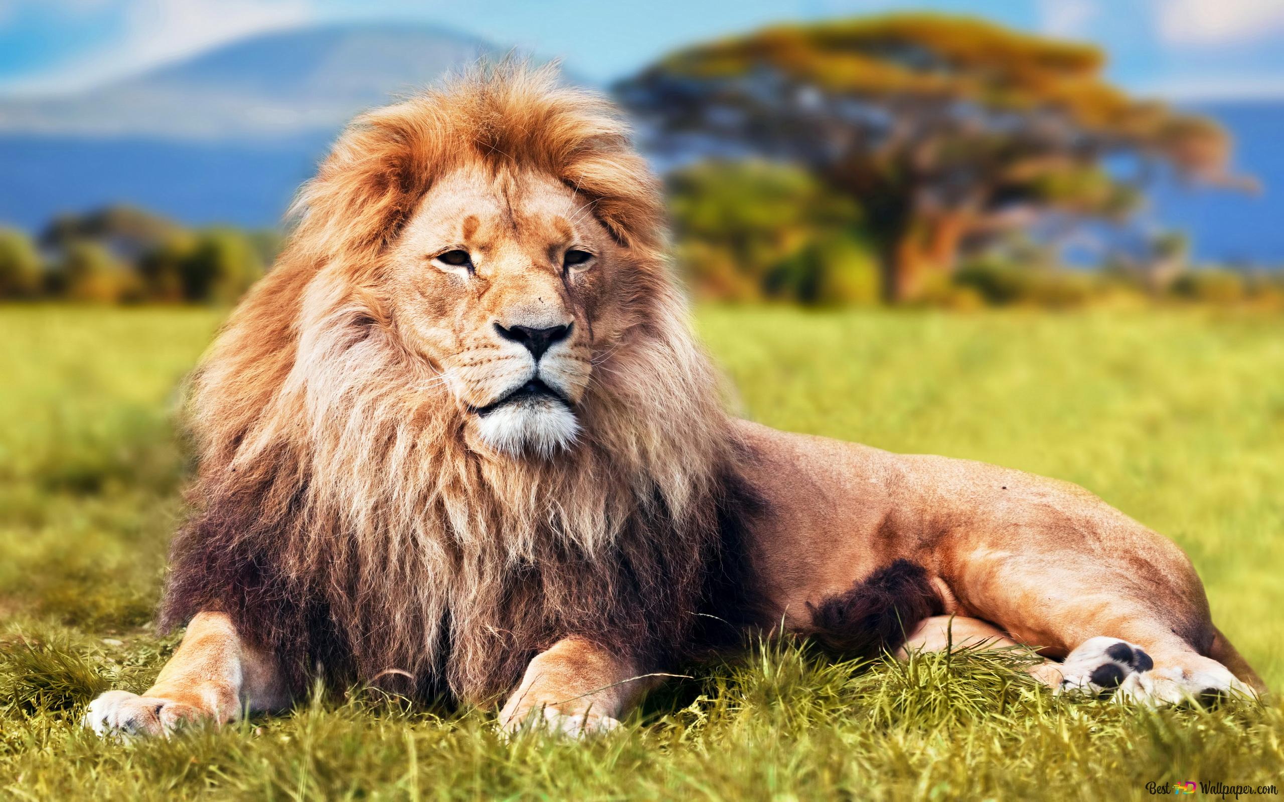 Majestic lion resting in the Savannah 2K wallpaper download