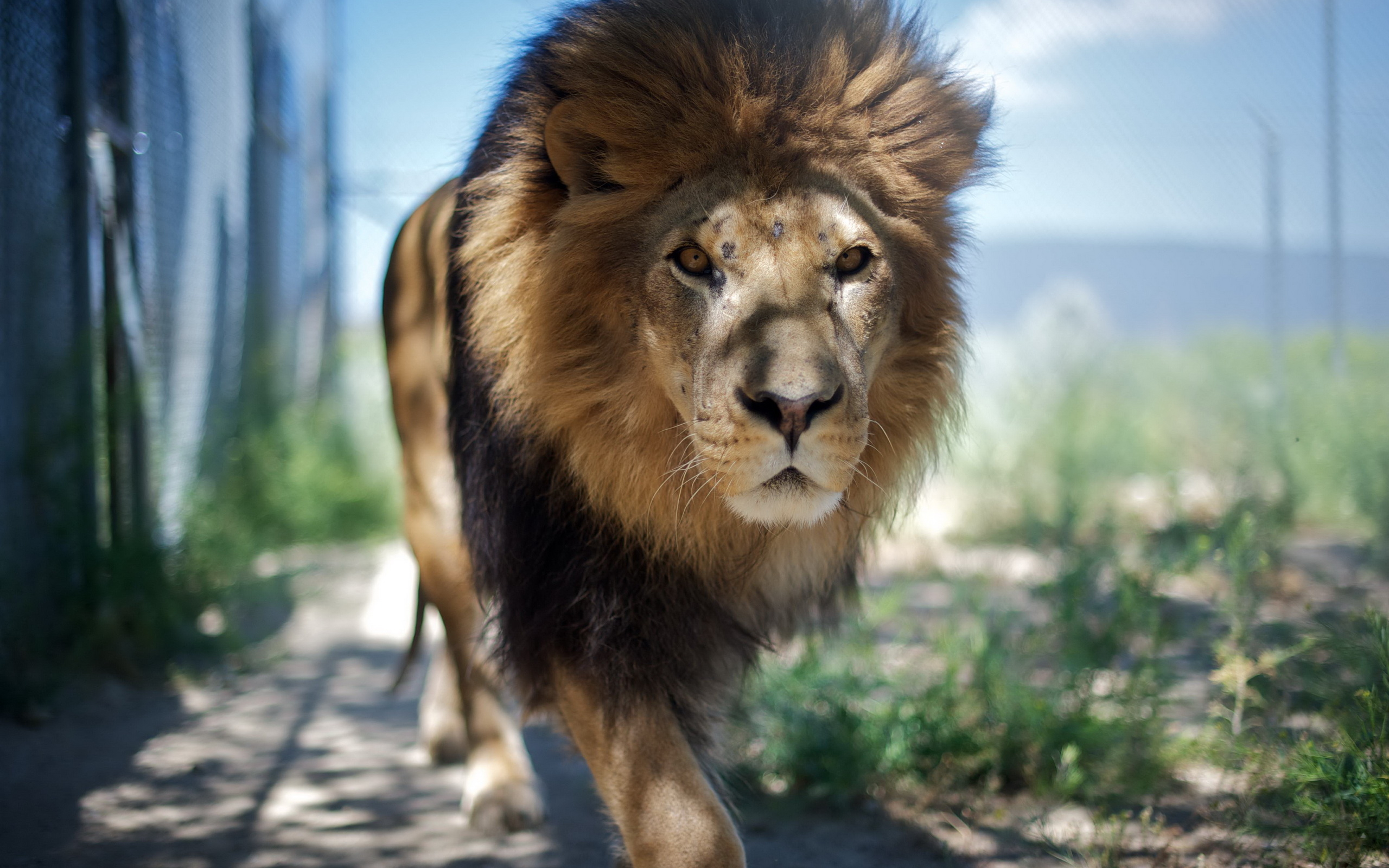 Majestic Male Lion