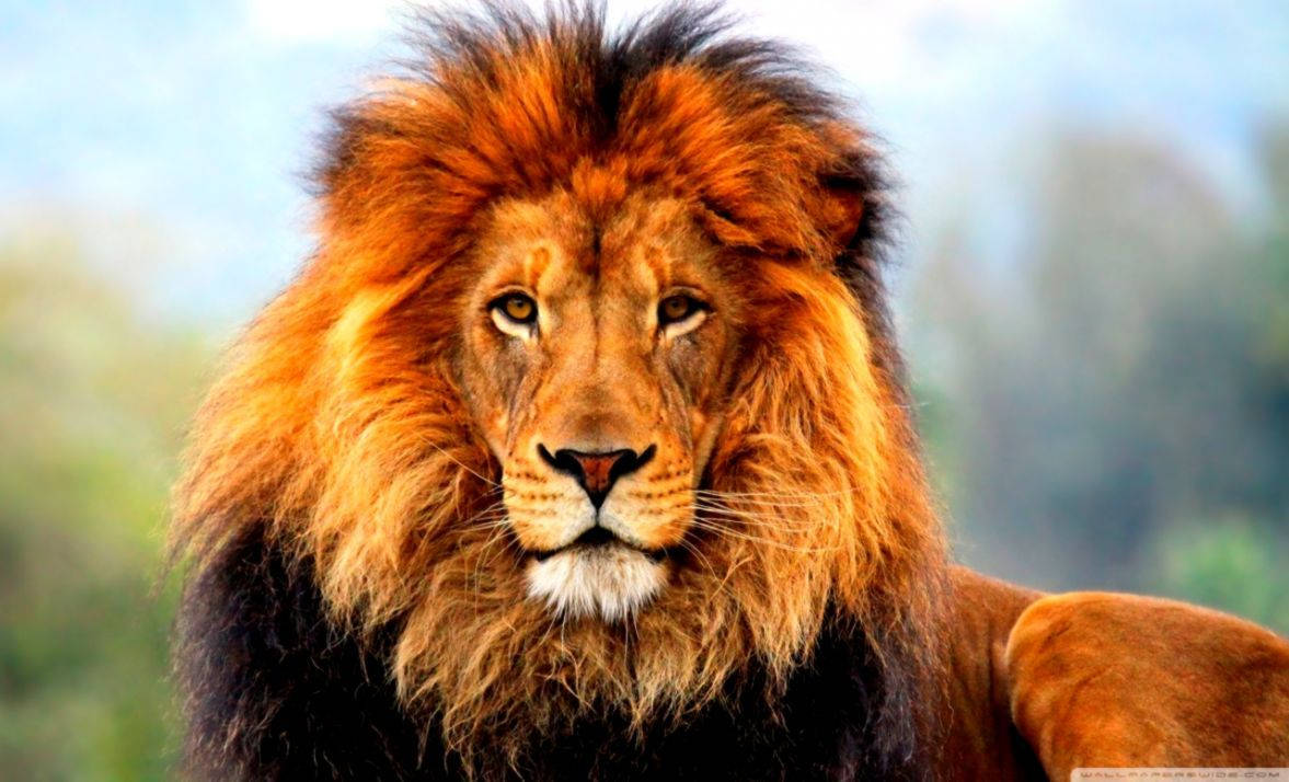 Download 3D Lion Background Of Majestic Lion Wallpaper