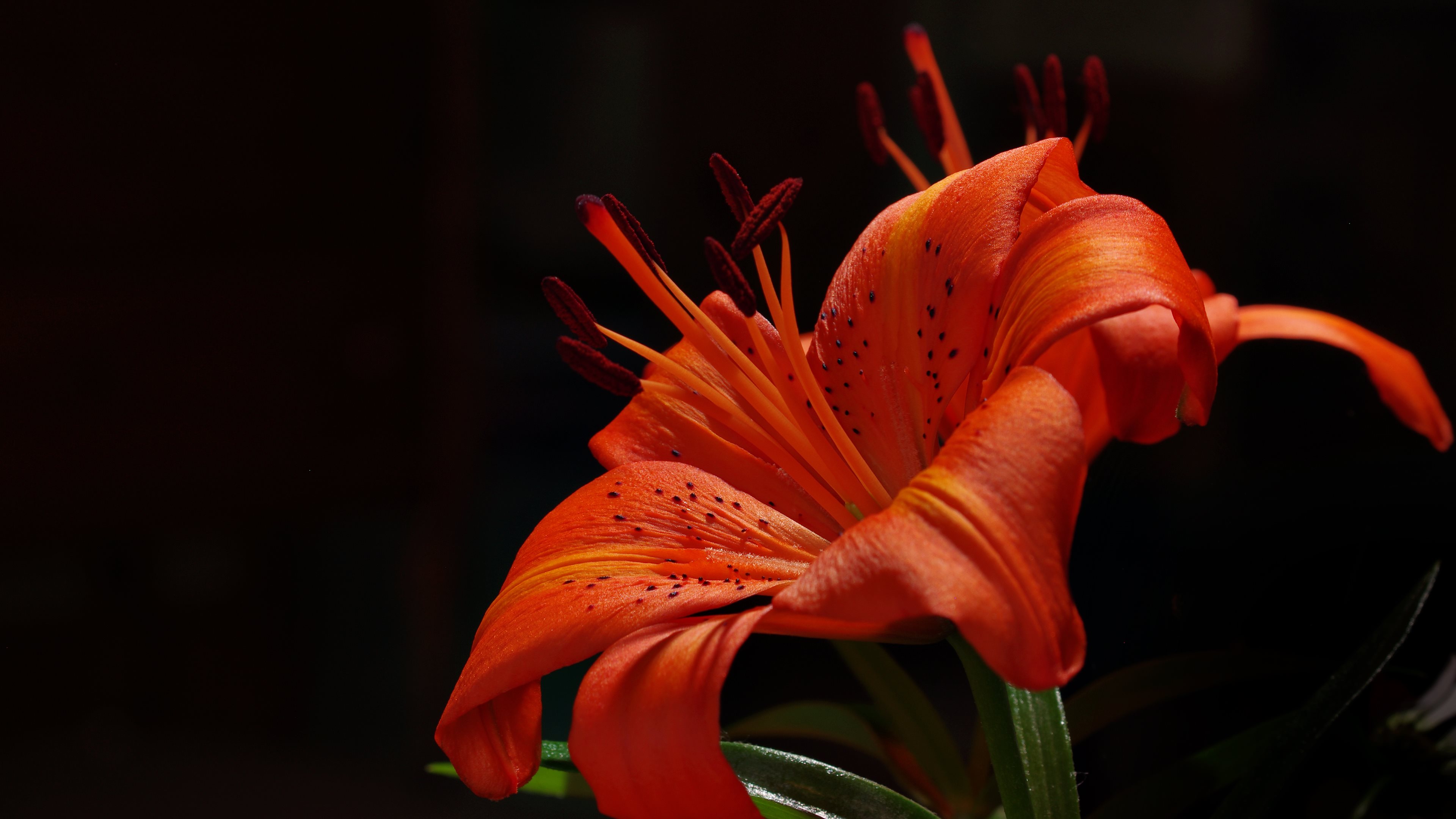Lily HD Wallpaper and Background