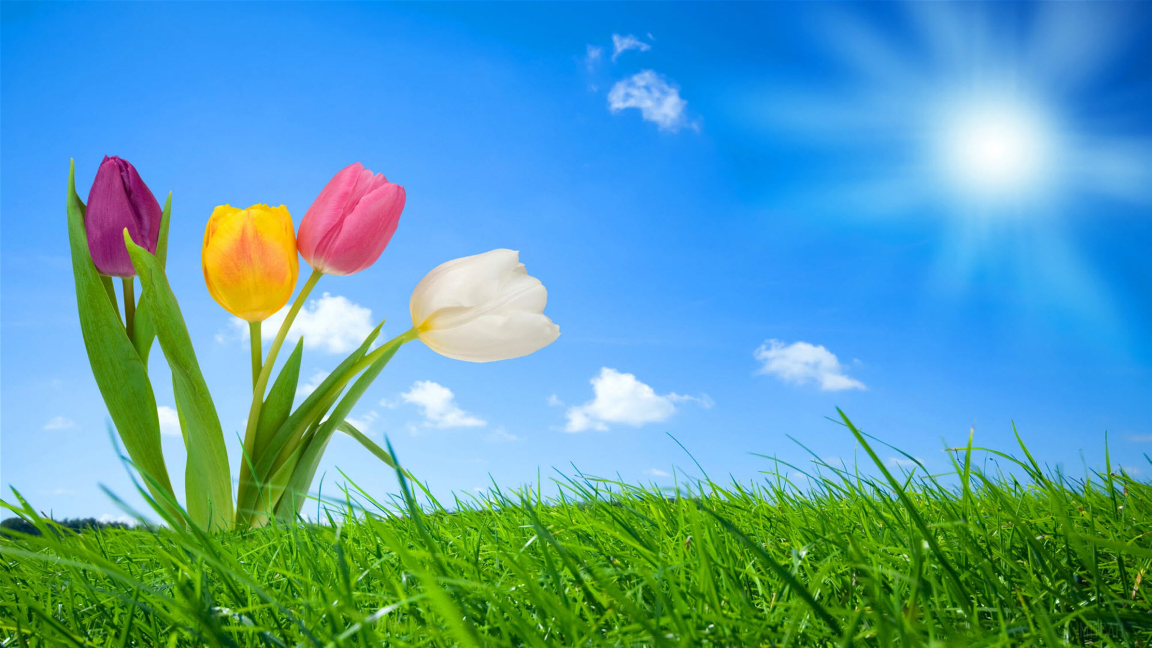 Spring Nature 4k Gallery HD Wallpaper