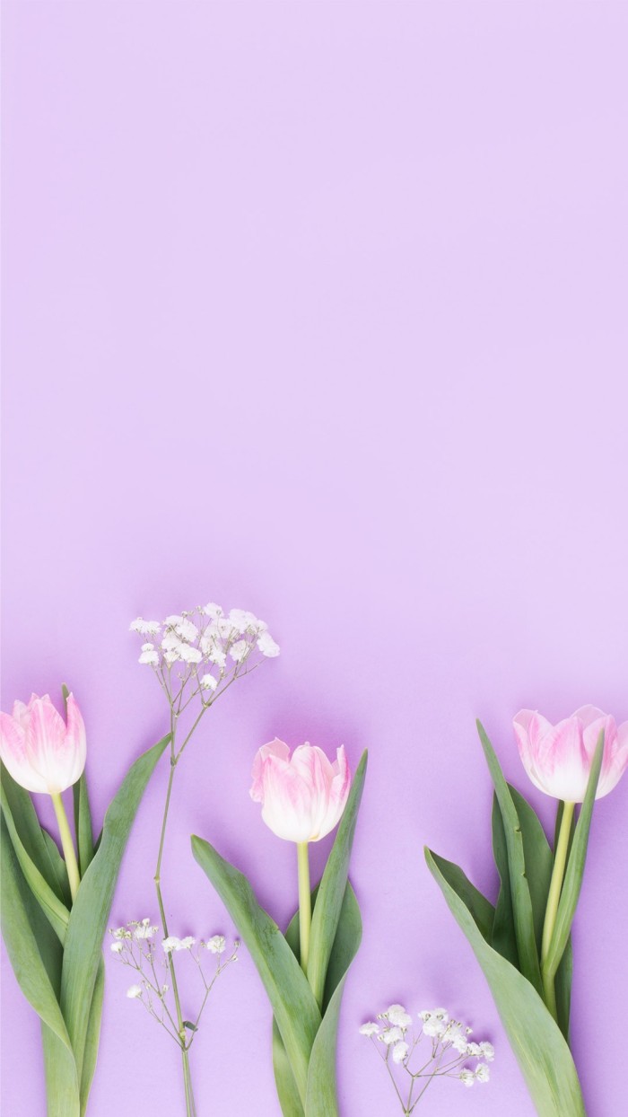 Free Simple Bright Tulip Mobile Wallpaper