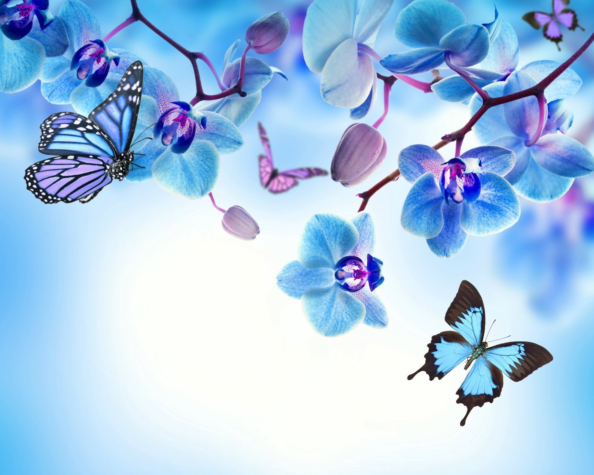 Blue Flower and Butterfly Wallpaper Free Blue Flower and Butterfly Background