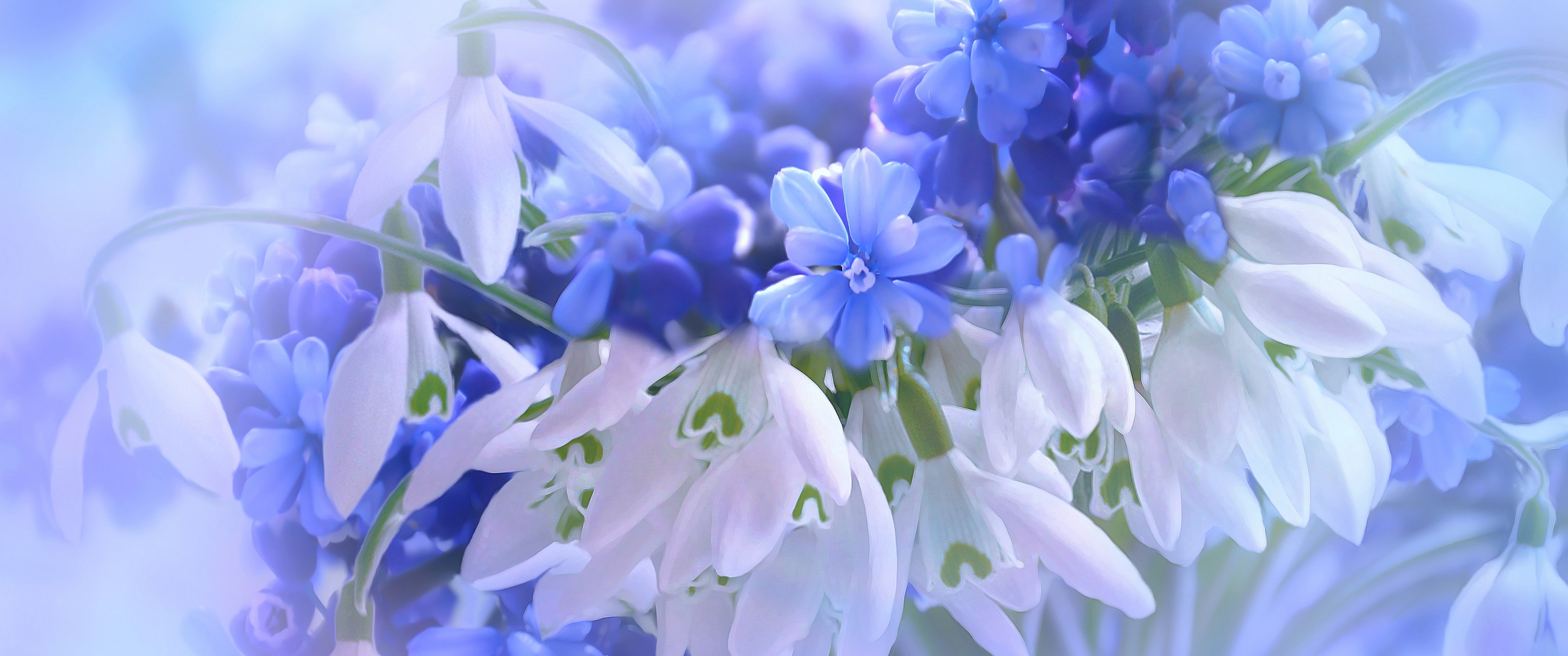 Blue flowers Wallpaper 4K, Hyacinth, White, Flowers