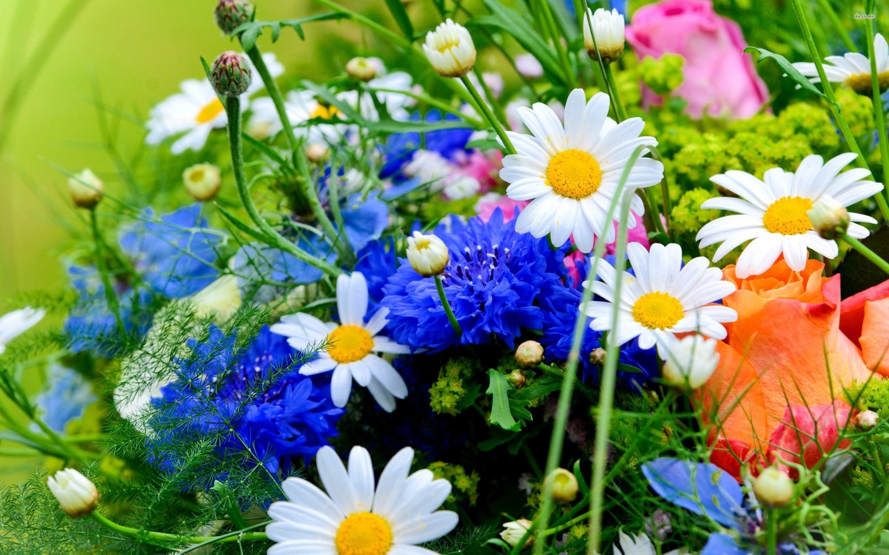 Spring Flowers Desktop Wallpaper