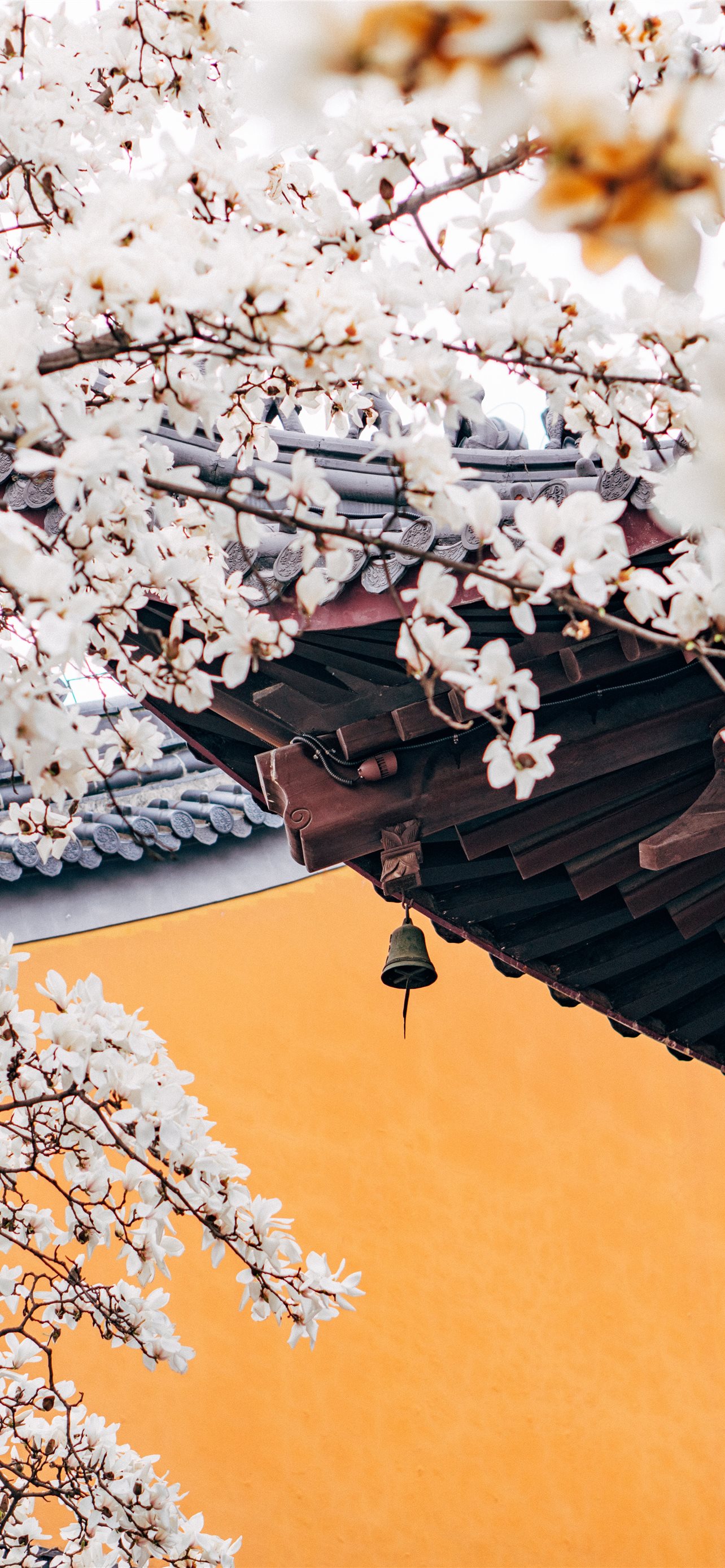 white cherry blossom tree during daytime iPhone Wallpaper Free Download