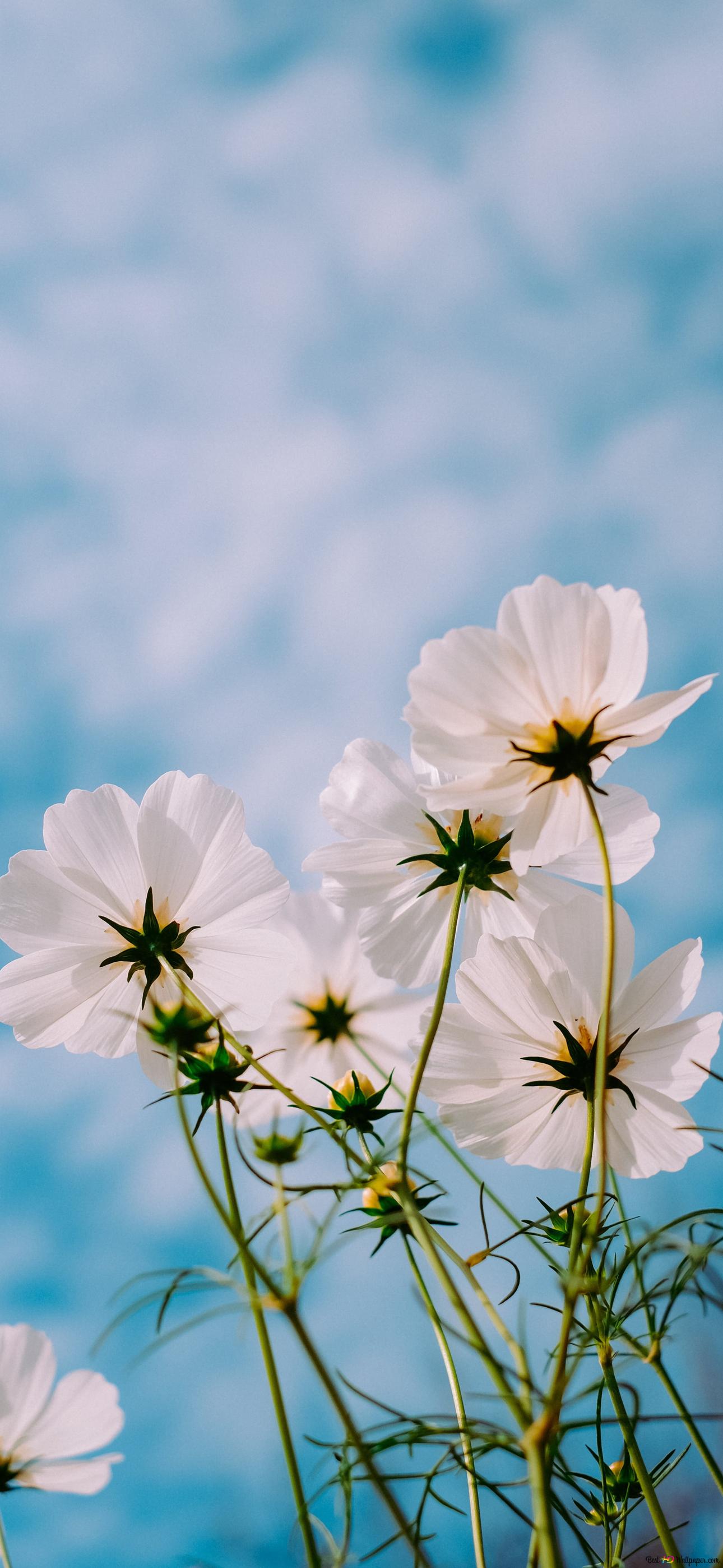 White flowers outdoors in spring 2K wallpaper download