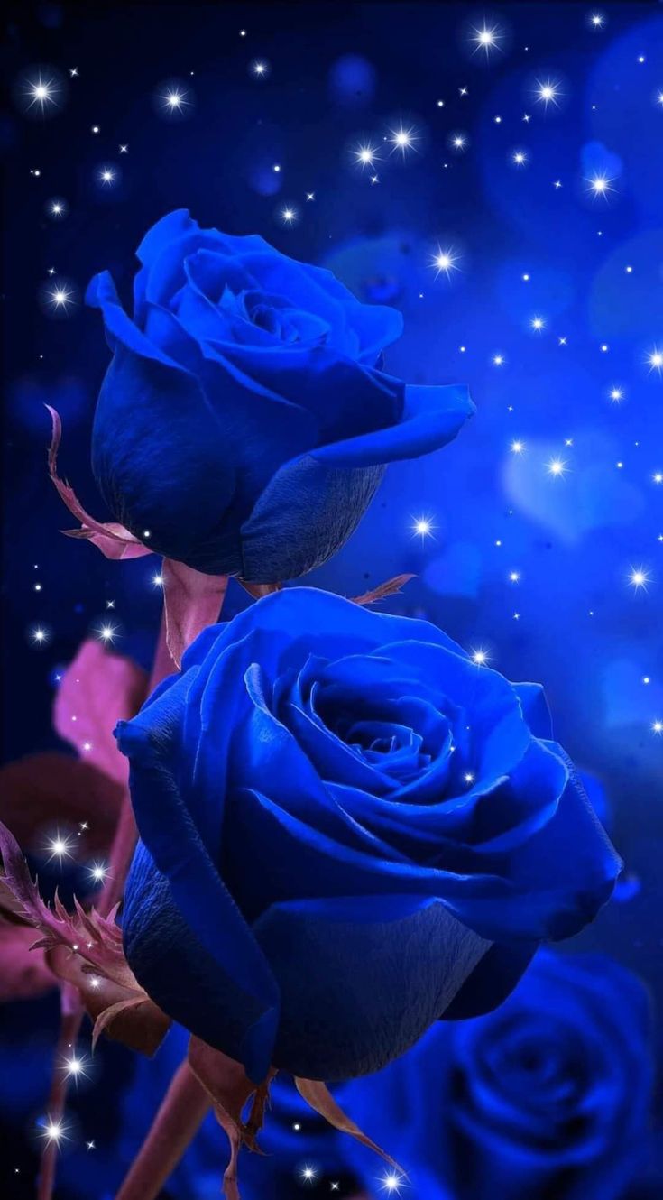 Buonanotte & notte. Blue roses wallpaper, Beautiful flowers picture, Purple flowers wallpaper