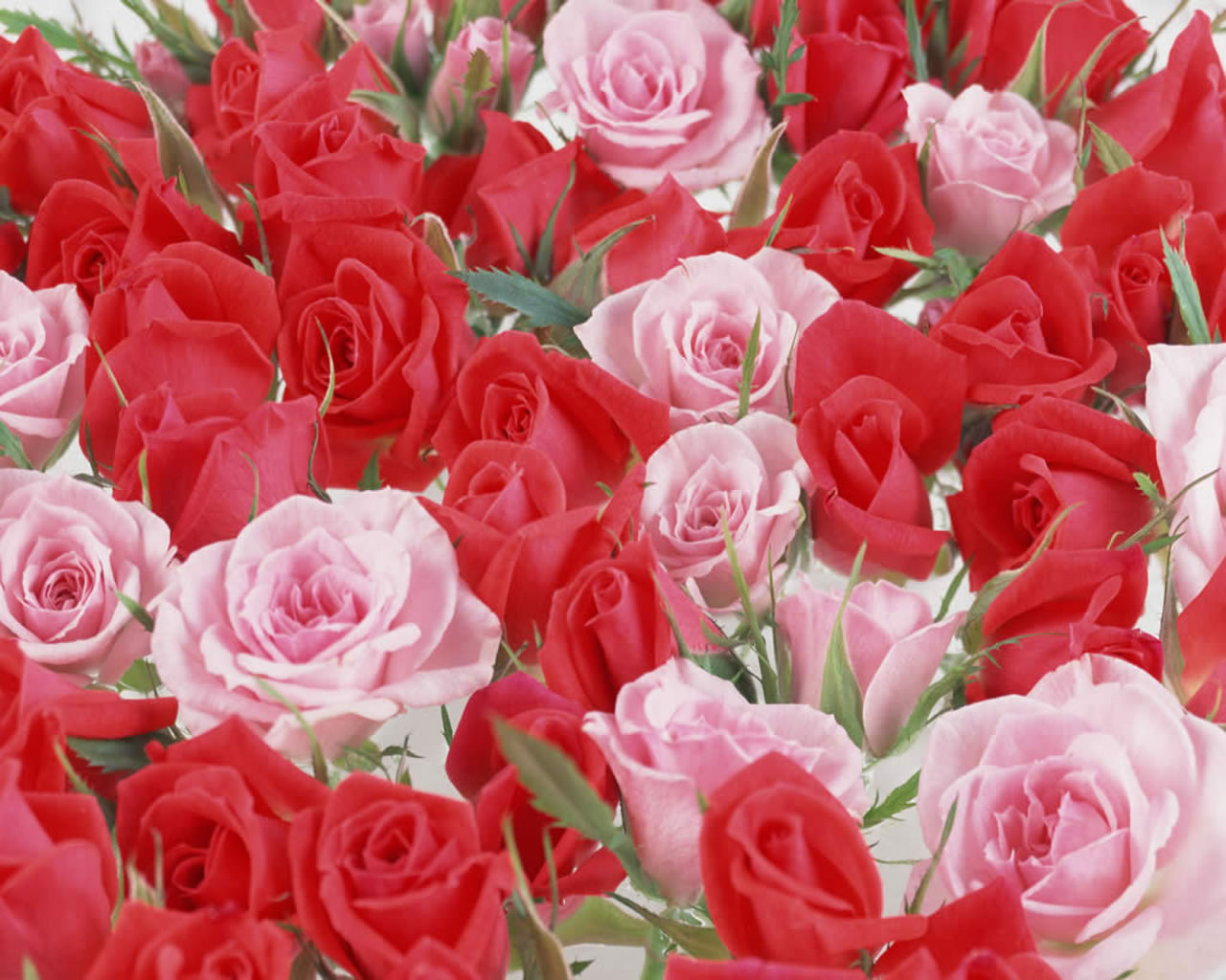 Beautiful Rose Flowers Wallpaper