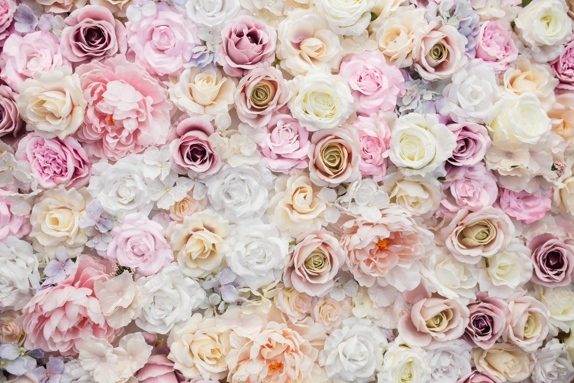 Rose Wallpaper Image