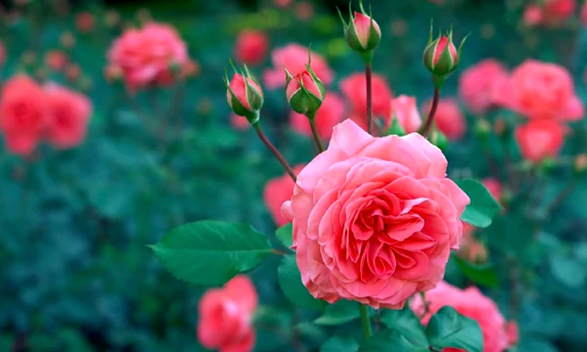 The Beautiful Benefits of Roses for Skin