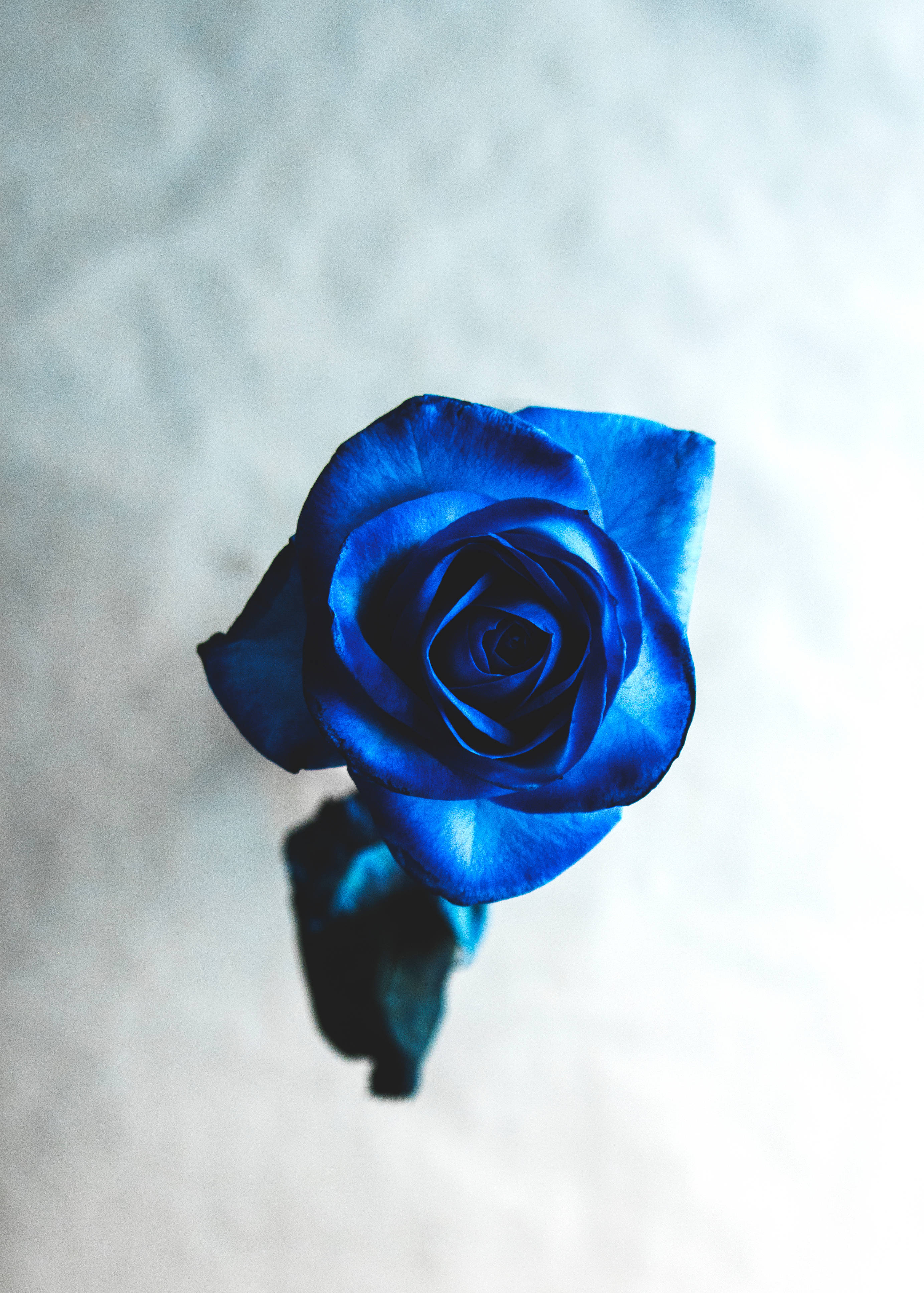 Download Cool Bright Blue Beautiful Rose HD Wallpaper