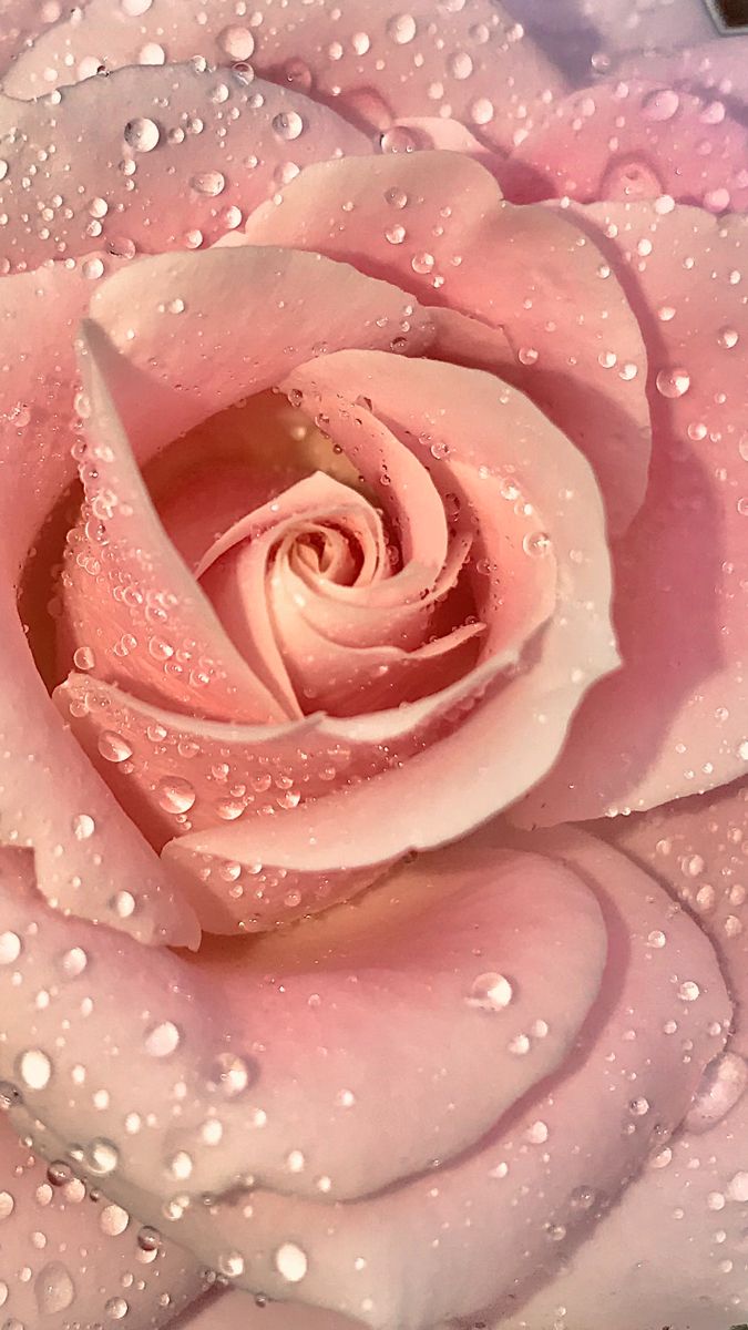 Pink rose. Temas para celular rosa, Rosas bonitas, Fondos de pantalla fashion