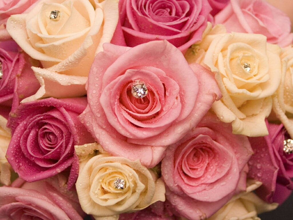Download Beautiful Rose Flowers With Engagement Ring Wallpaper