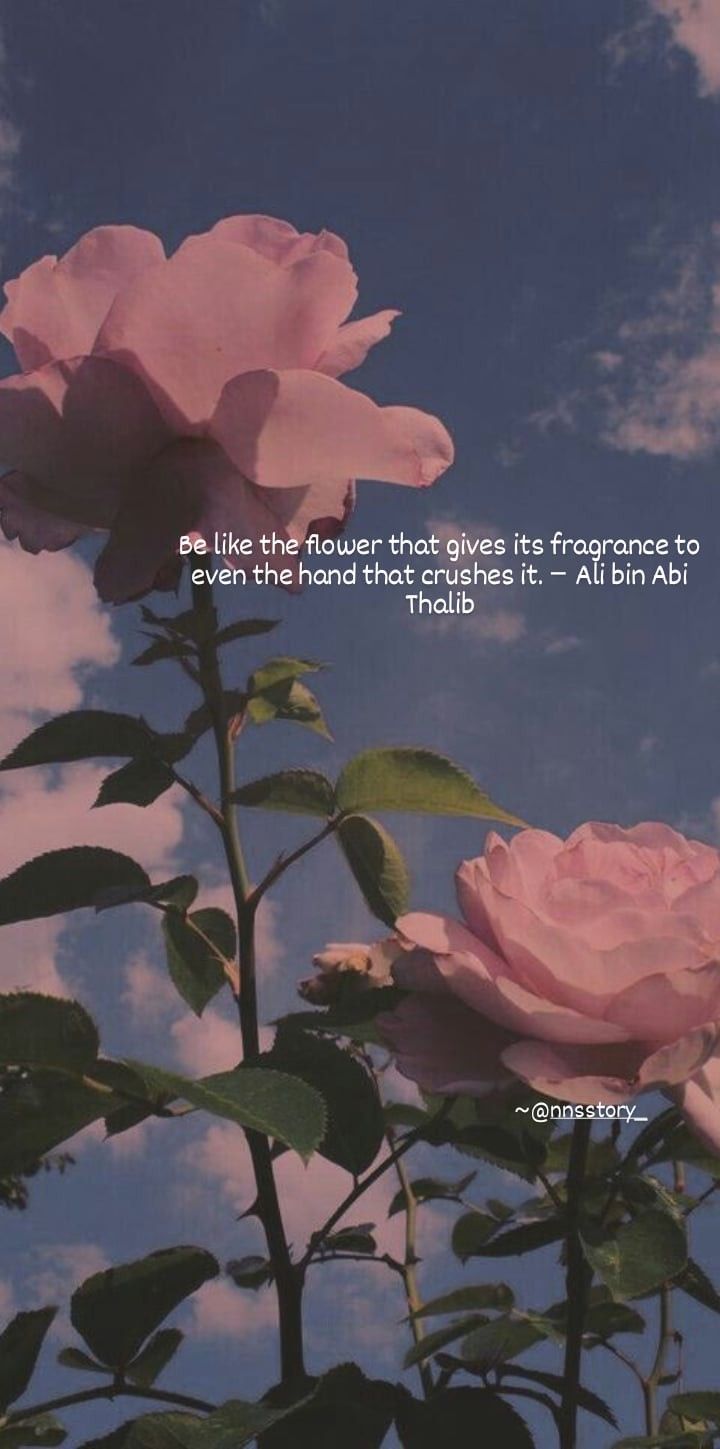 Ali bin Abi Thalib Quotes. Rose wallpaper, iPhone background, Flower aesthetic