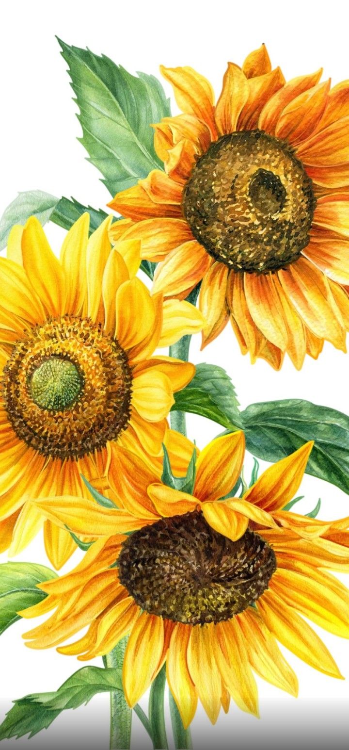 Edit by myself, please credit if using (thanks) (wallpaper). Sunflower painting, Sunflower watercolor painting, Sunflower art