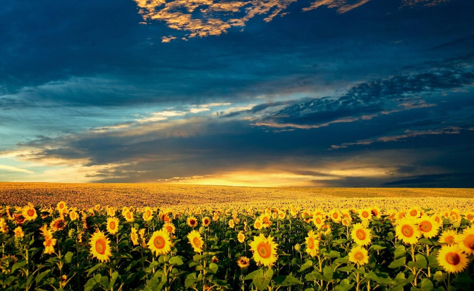 Sunflowers, Field, Sunset, Sky, Nature Gallery HD Wallpaper
