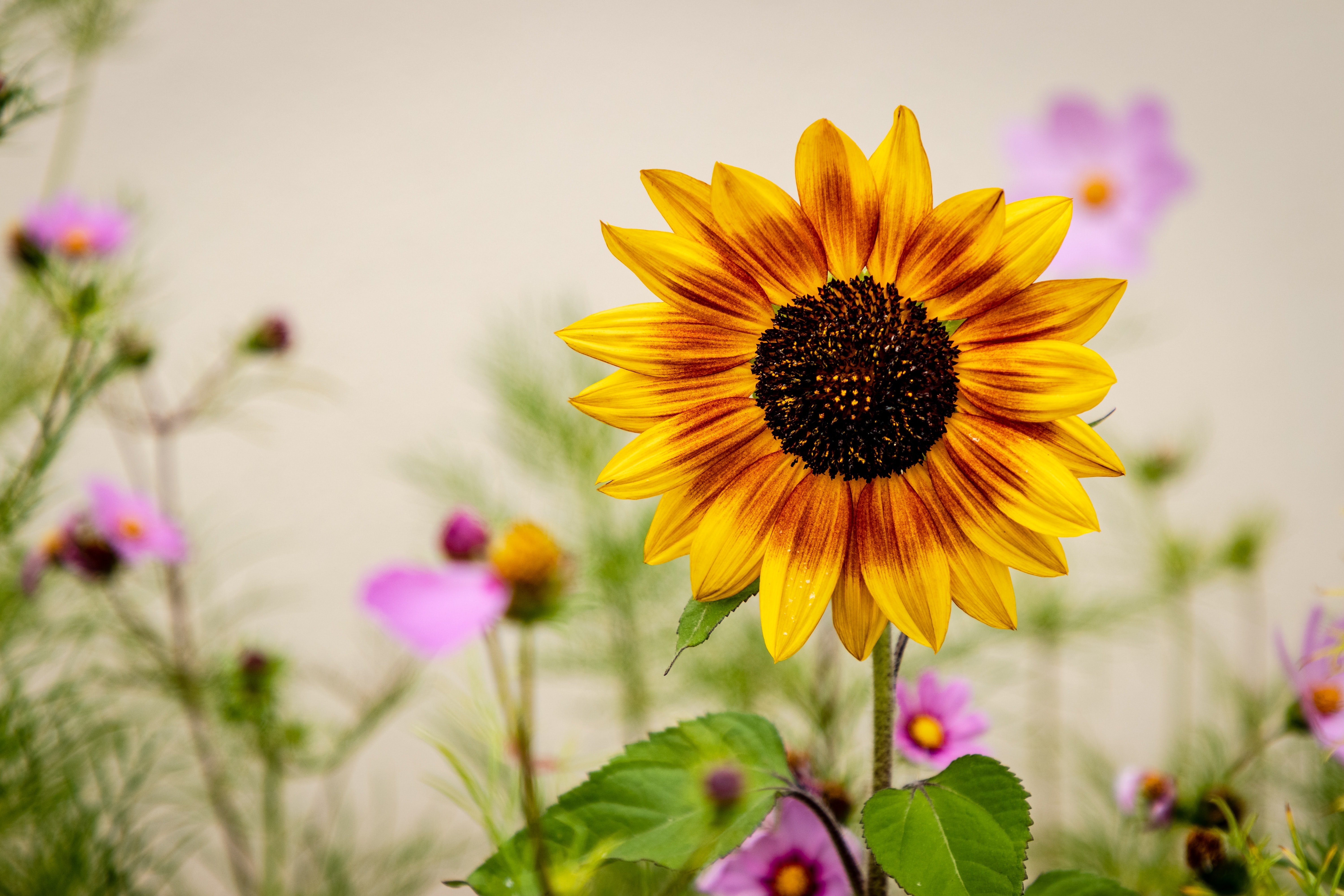 Sunflower 4K, Yellow Flower Gallery HD Wallpaper