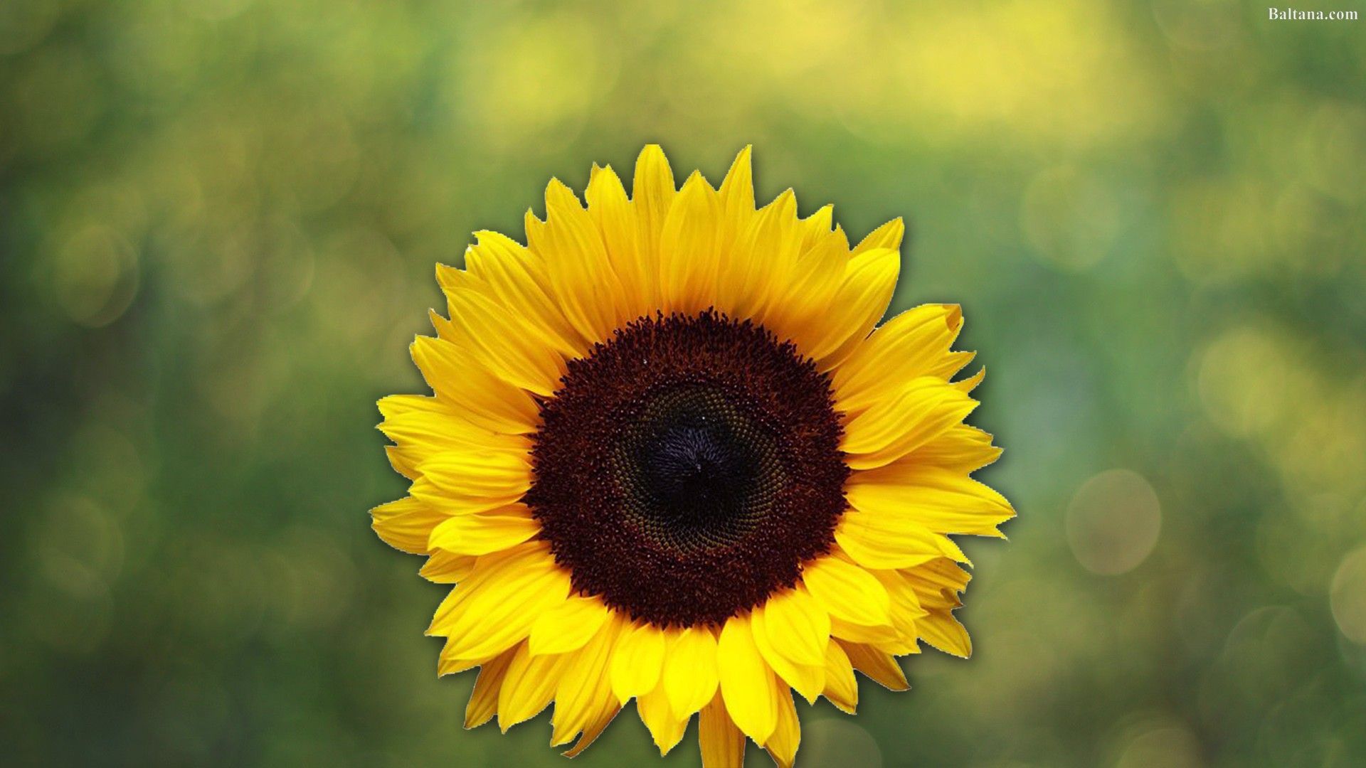 Sunflower HD Wallpapers - Wallpaper Cave