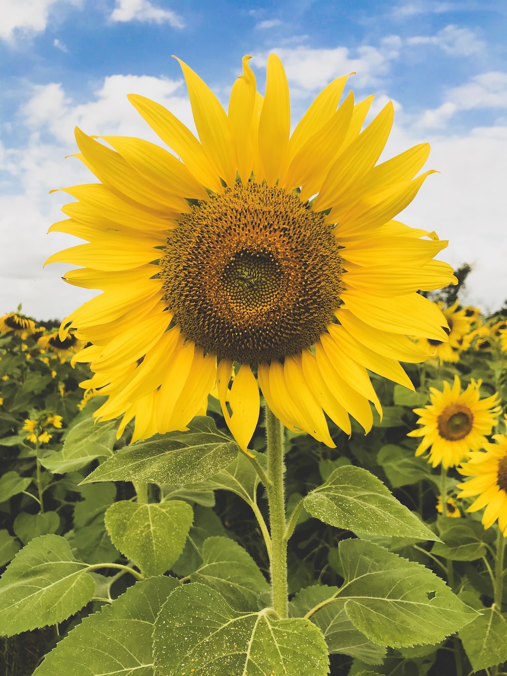 Sunflower Wallpaper: Free HD Download [HQ]