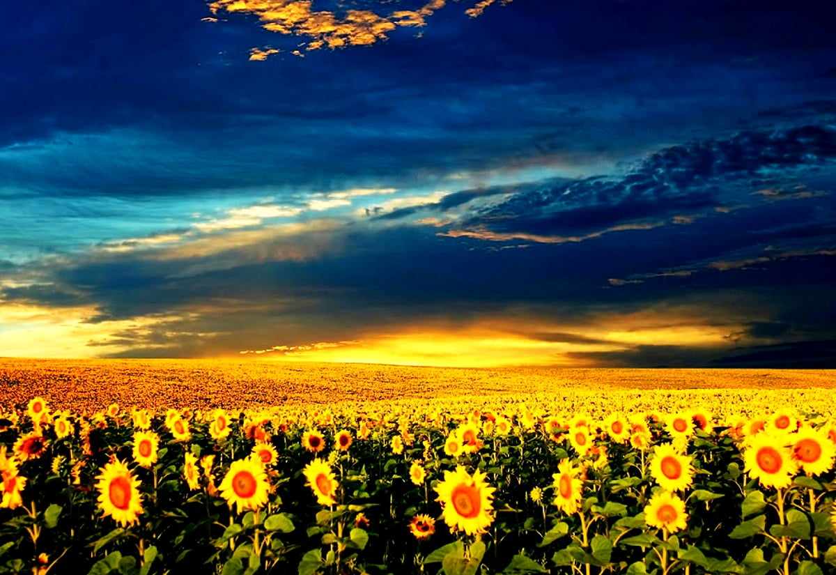 Flowers, Nature, Sunflower wallpaper. Best Free picture
