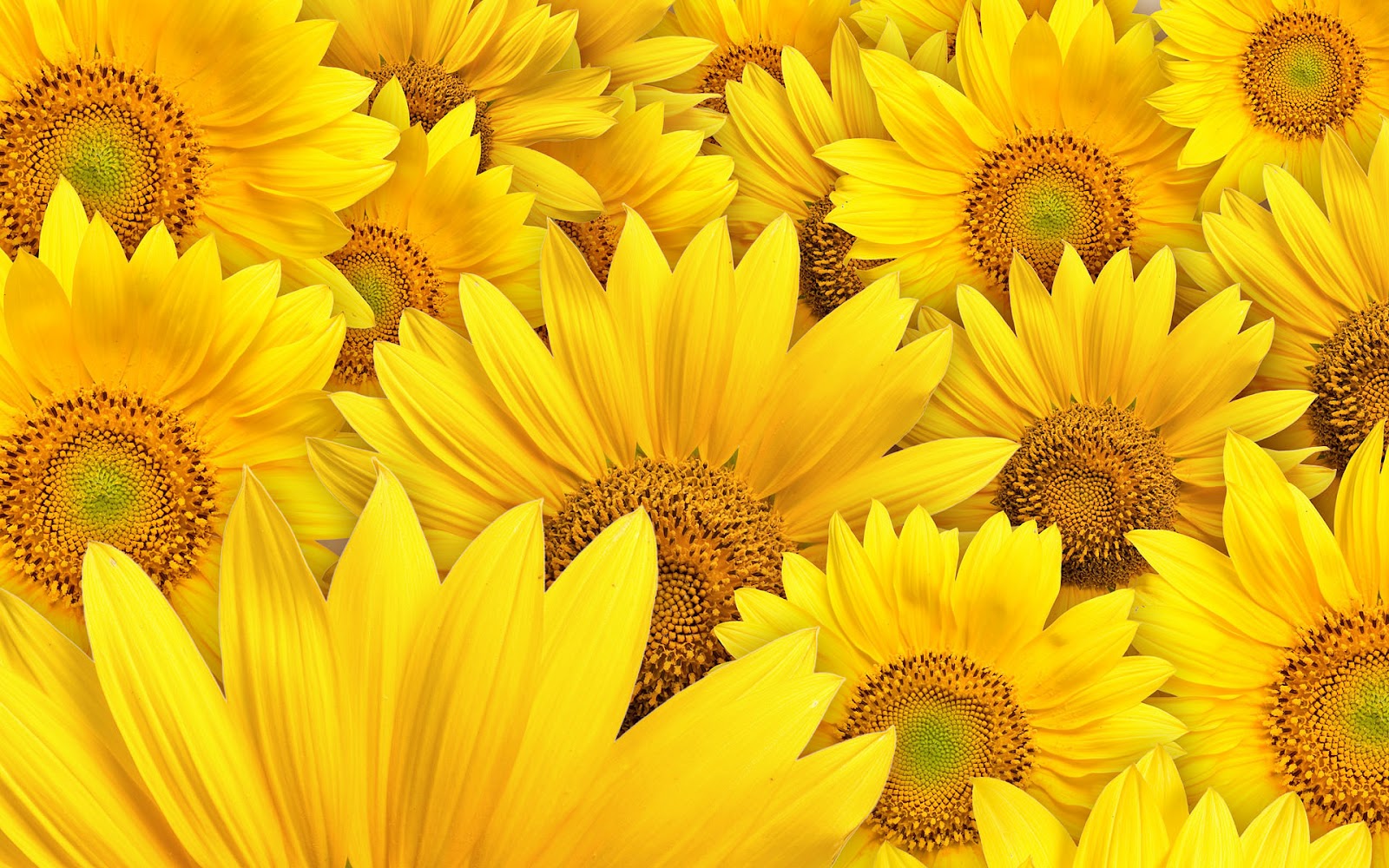 Free download Sunflower Wallpaper Desktop wallpaper Desktop HD Wallpaper [1600x1000] for your Desktop, Mobile & Tablet. Explore Sunflower Wallpaper Desktop. Sunflower Background, Sunflower Wallpaper, Sunflower Wallpaper