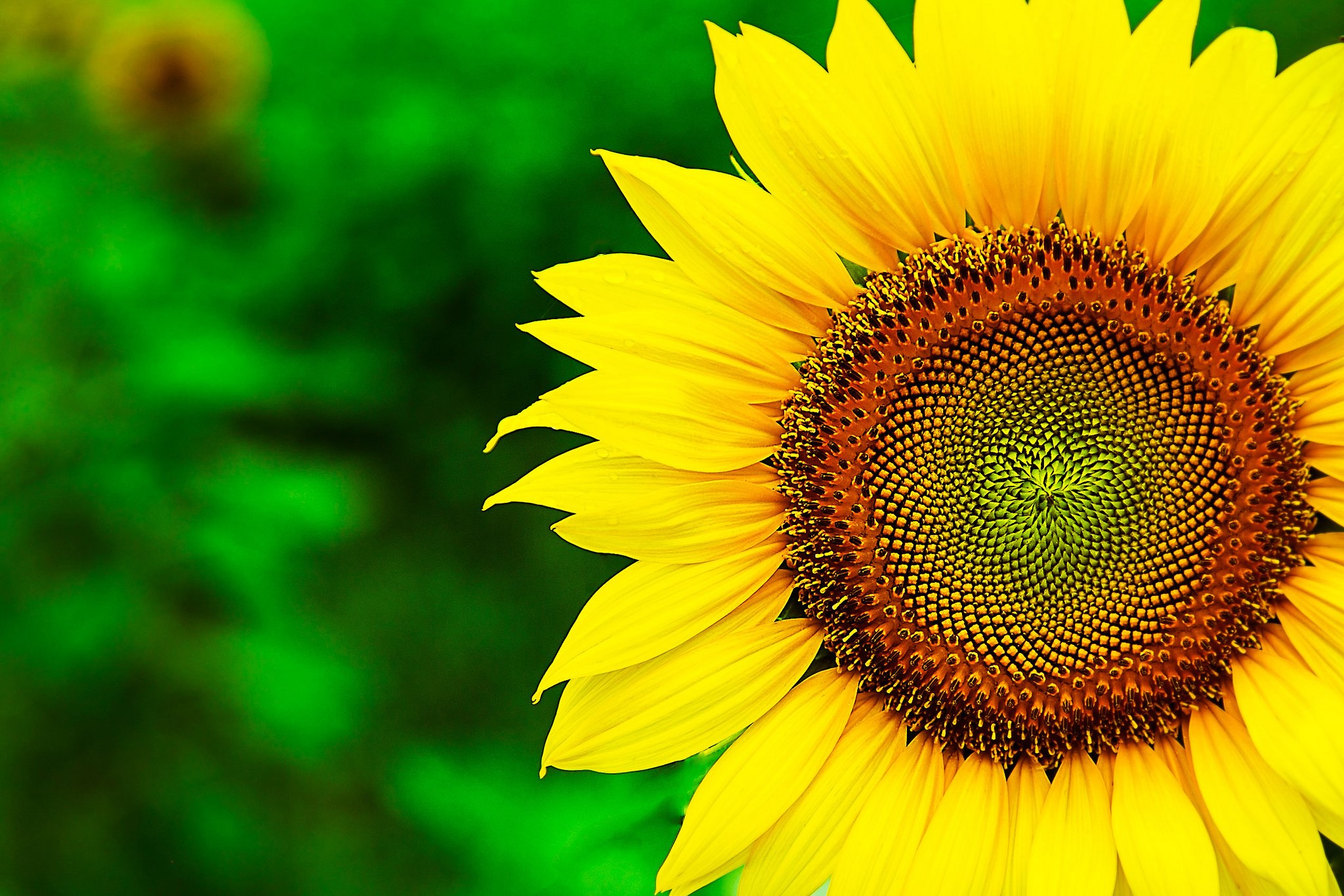sunflower high resolution desktop background Gallery HD Wallpaper