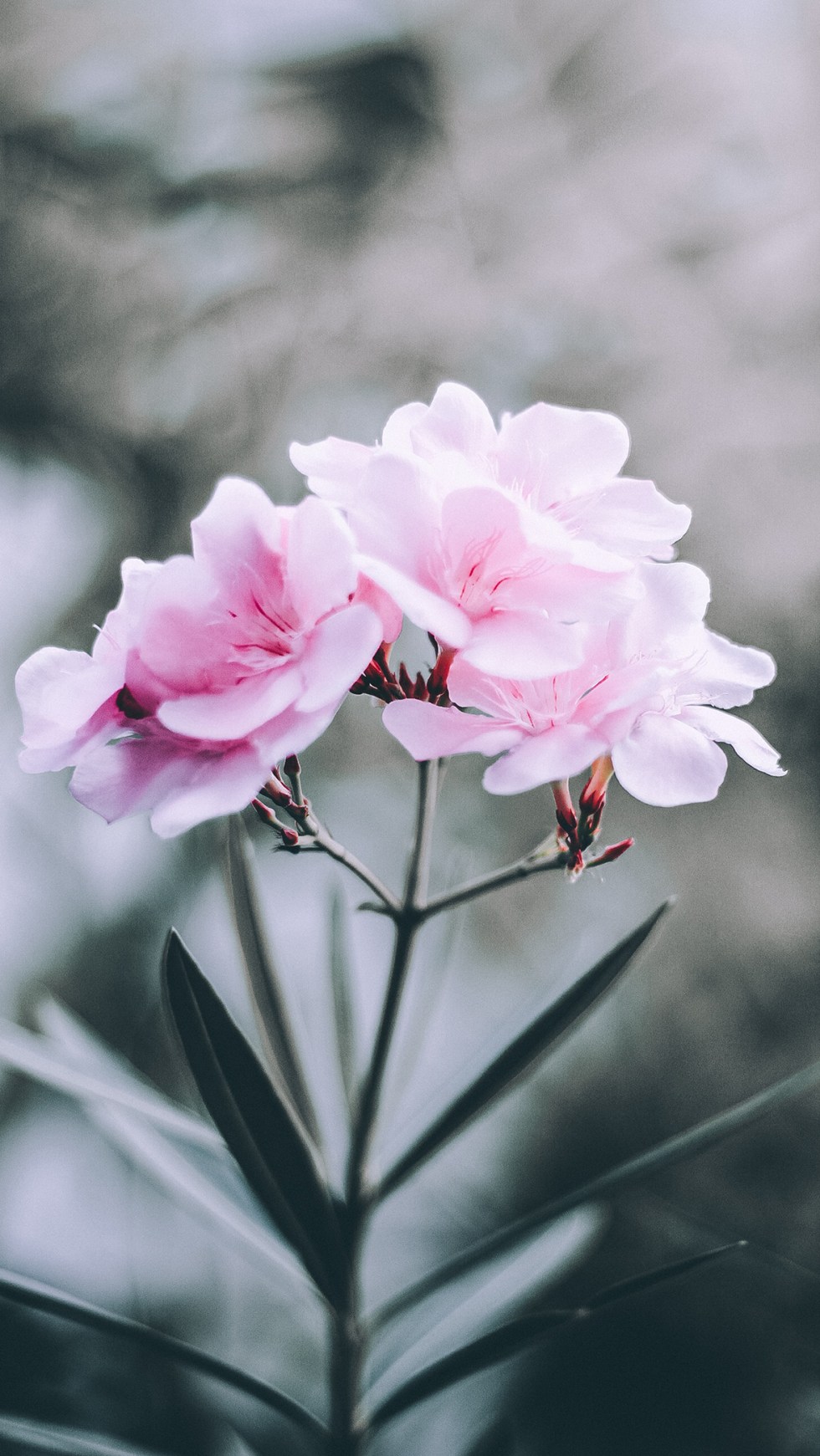 The ULTIMATE collection of aesthetic phone wallpaper / lock screen background for iPhone & Android ⋆ The Aesthetic Shop