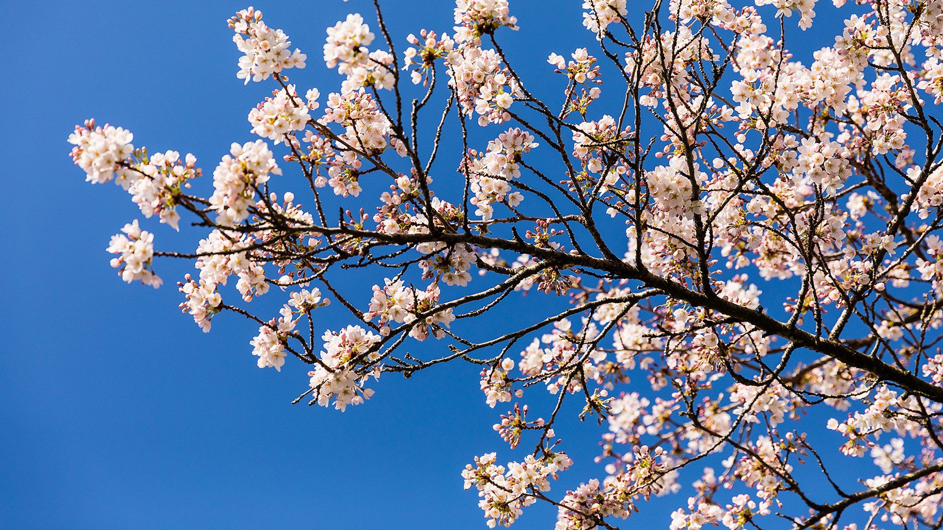 Time For A Spring Clean Central and North Africa