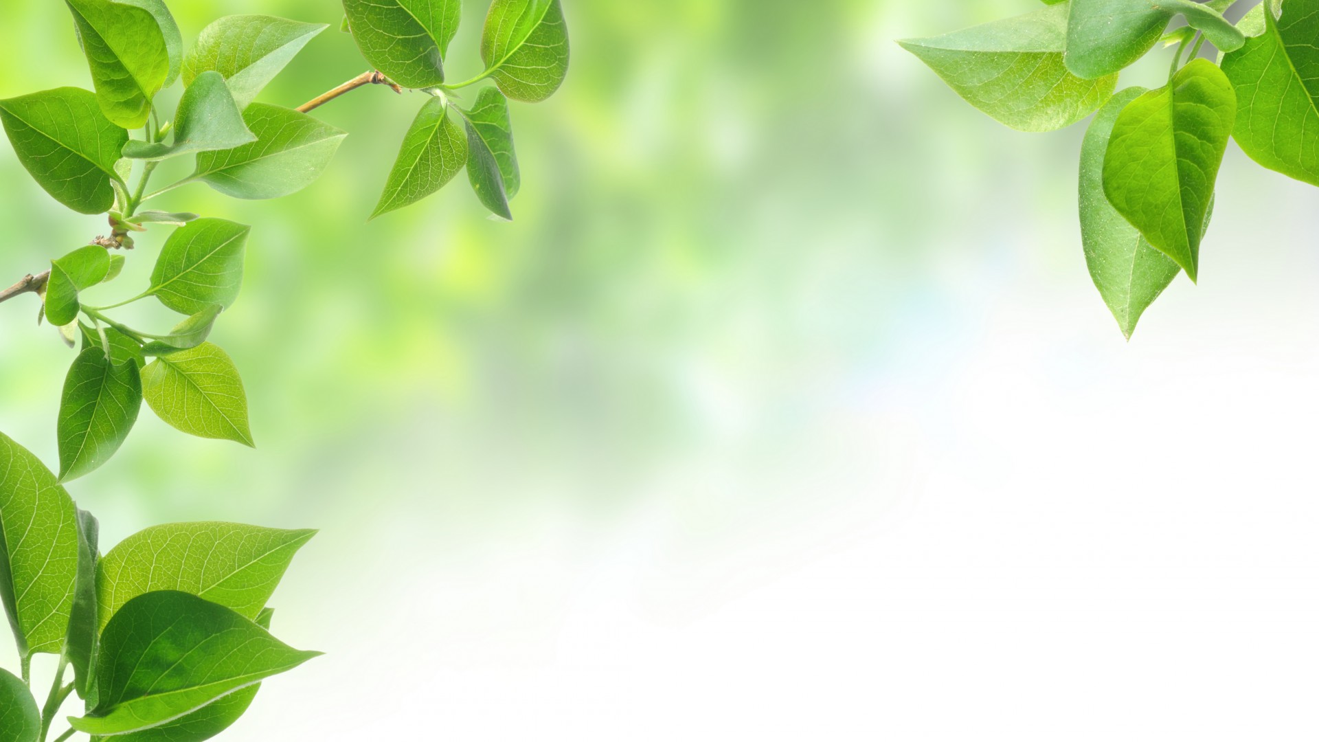 Free download Wallpaper leaf spring branch The first spring leaves [1920x1080] for your Desktop, Mobile & Tablet. Explore Wallpaper with Leaves. Red Leaves Wallpaper, Wallpaper Fall Leaves, Wallpaper Leaves