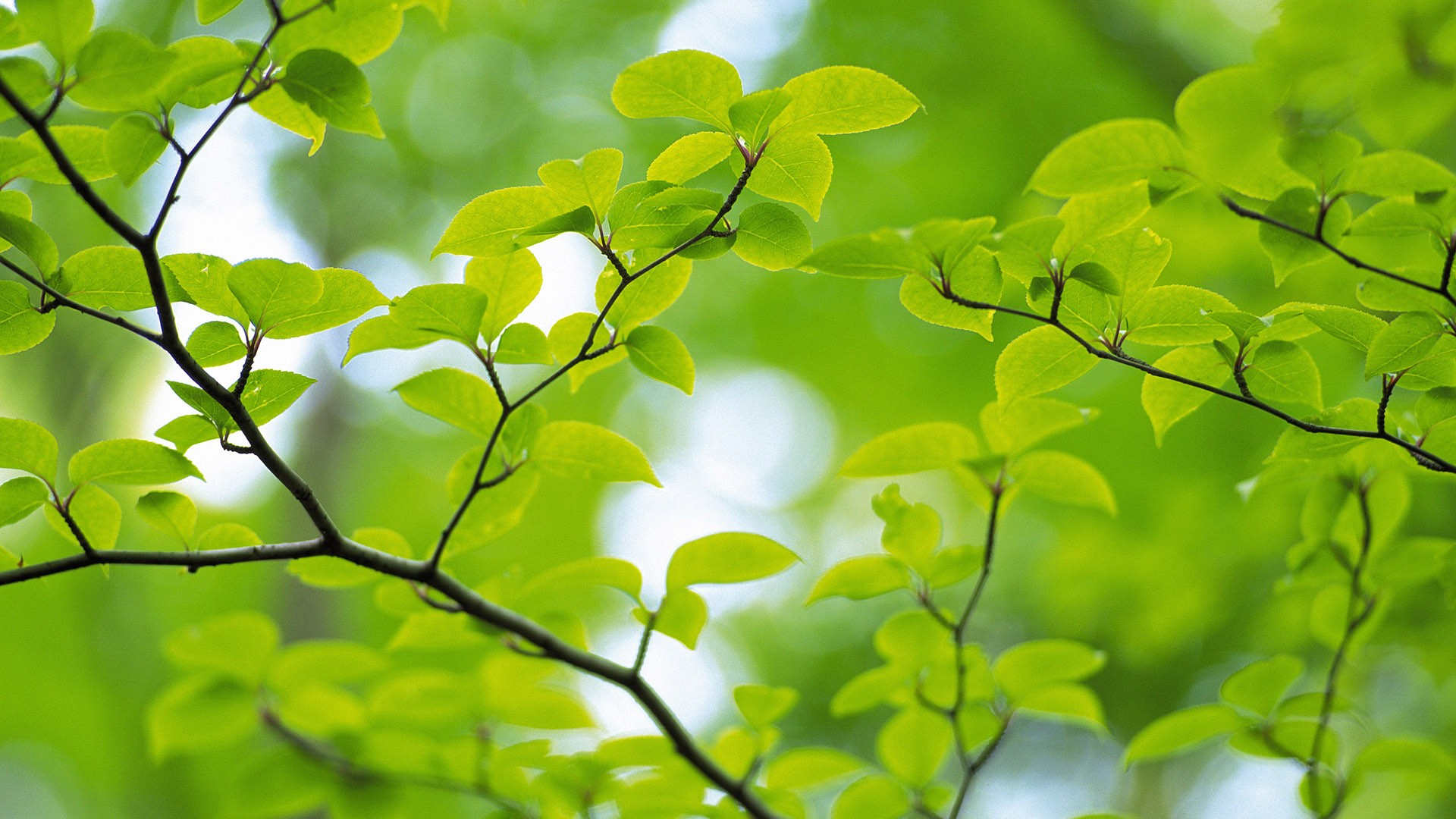 Free photo: spring leaves, Green, Grow