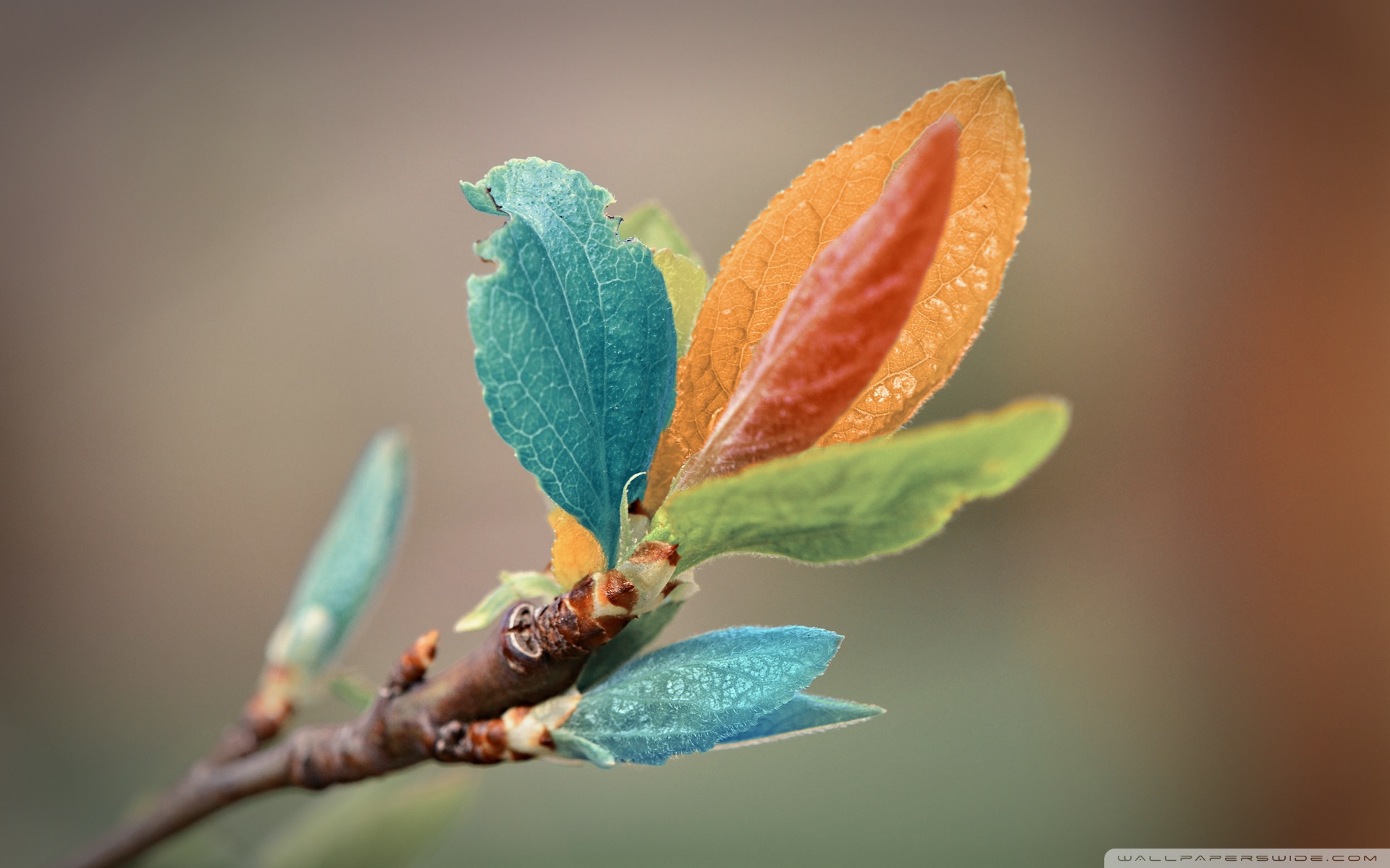 Spring Leaves Macro Ultra HD Desktop Background Wallpaper for 4K UHD TV, Tablet