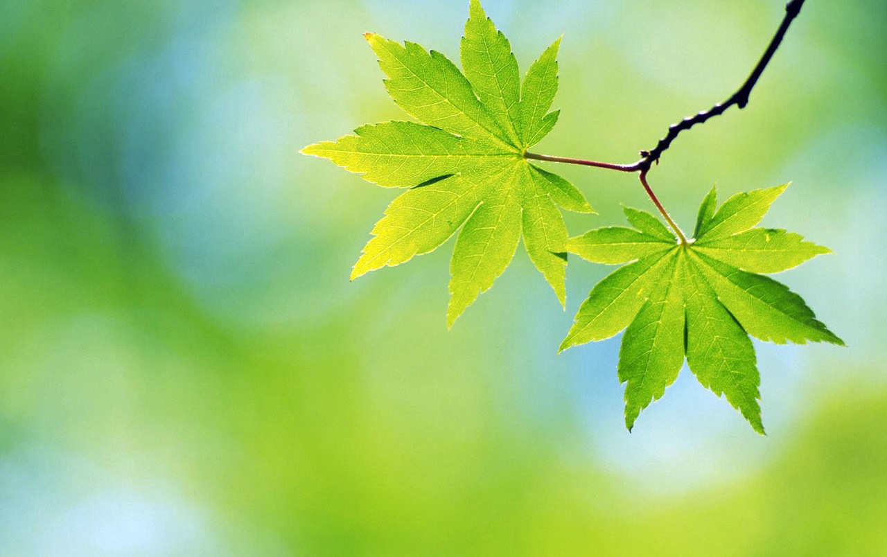 Two spring leaves wallpaper. Two spring leaves