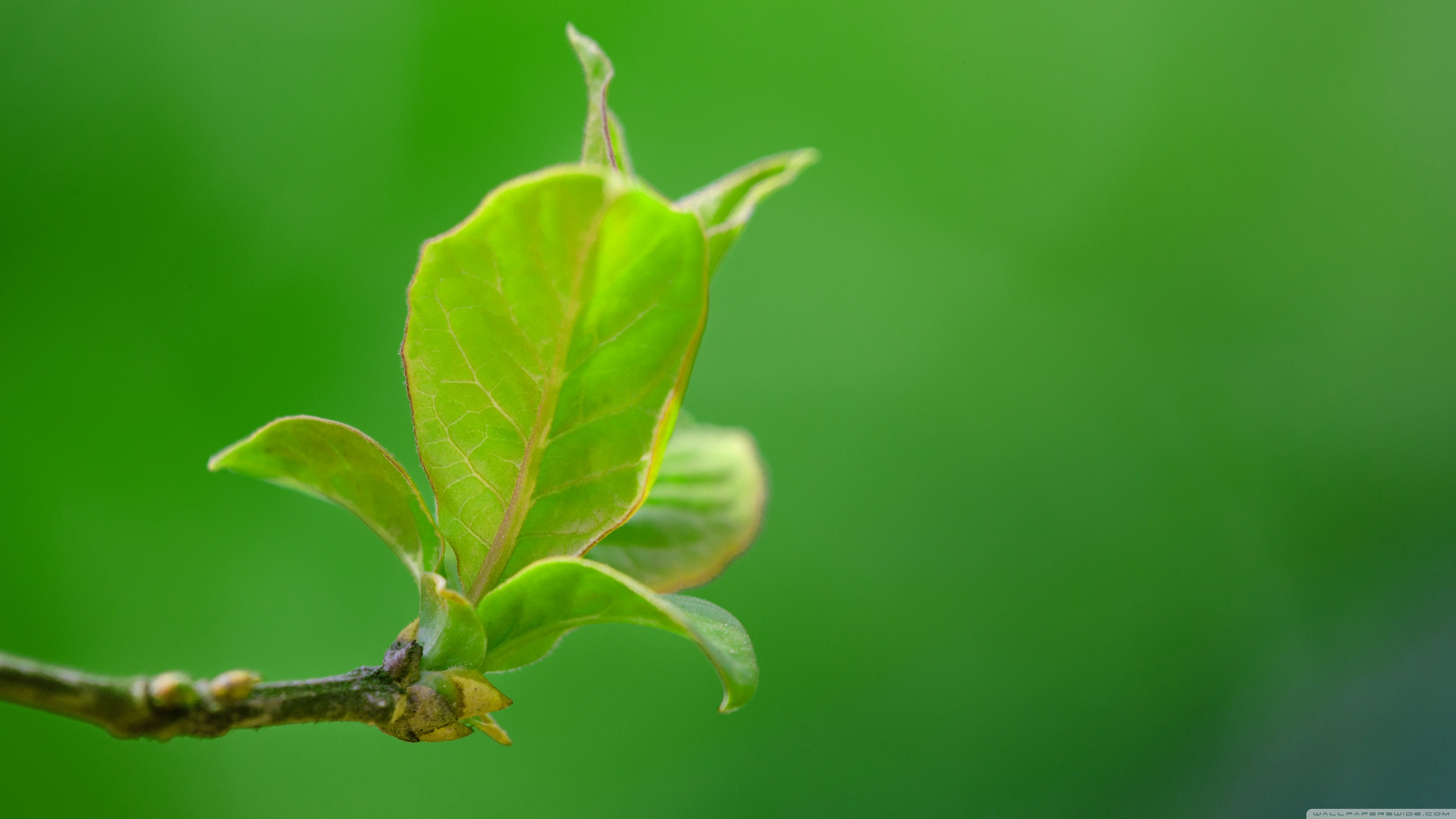Spring leaves