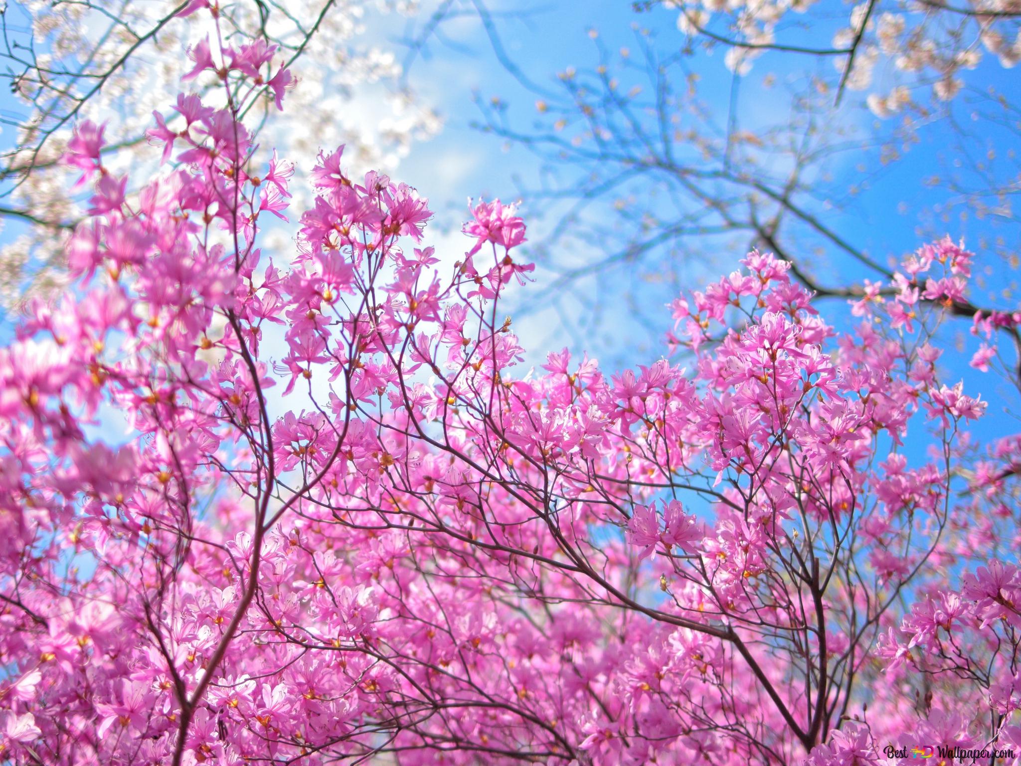 Happy spring 4K wallpaper download