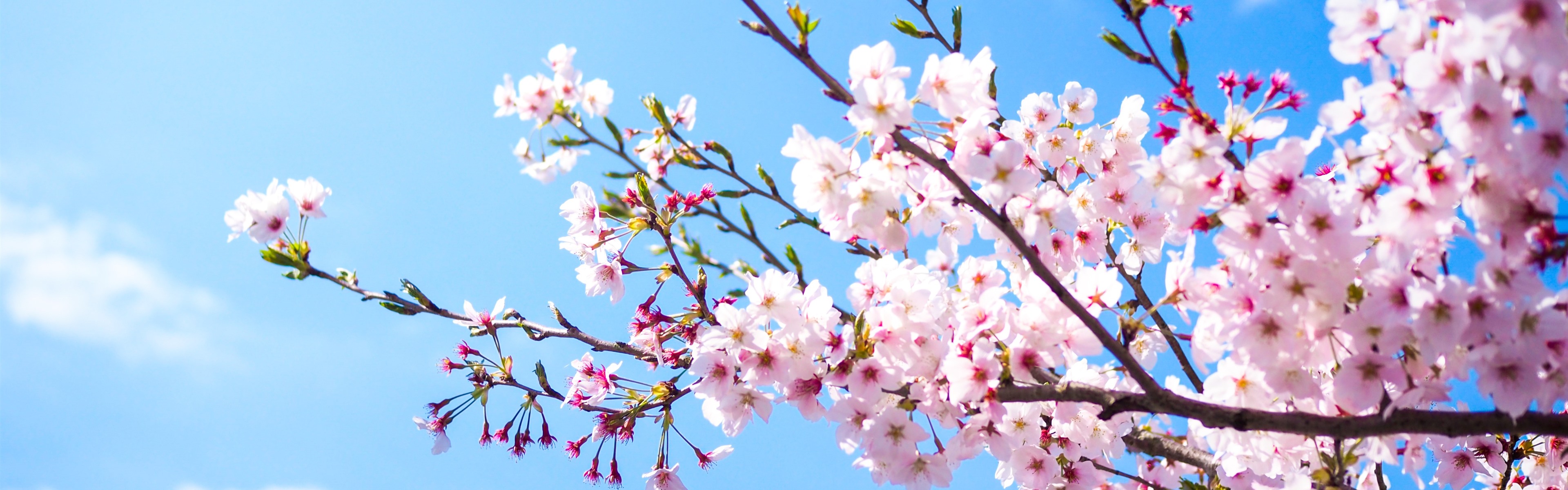 Wallpaper Pink sakura bloom, blue sky, spring 3840x2160 UHD 4K Picture, Image