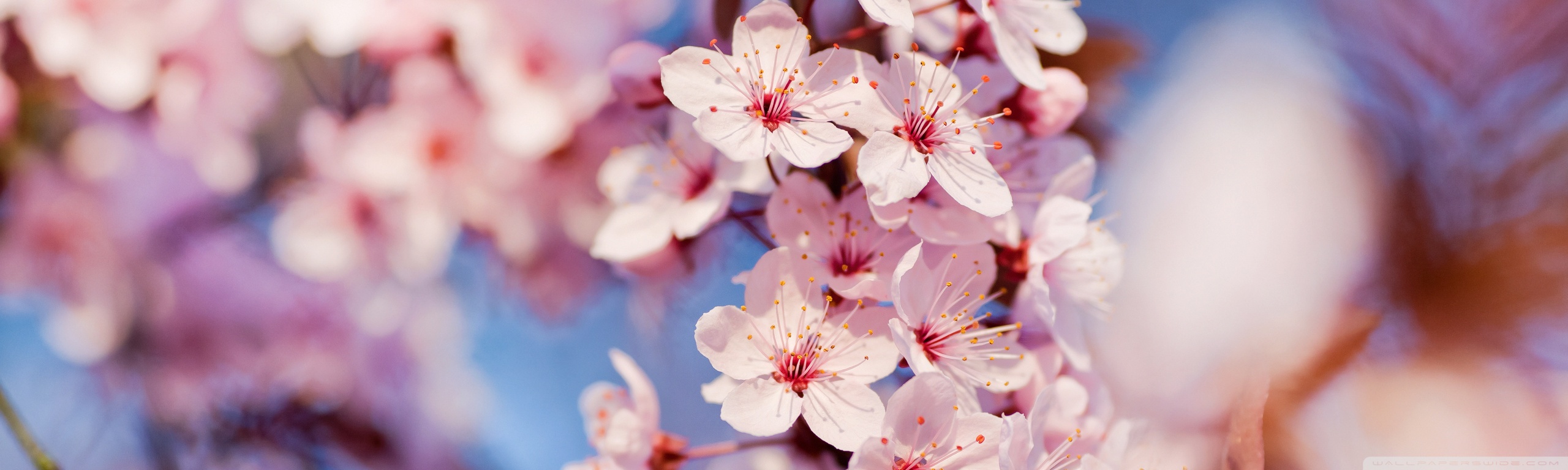 Cherry Blossom Ultra HD Desktop Background Wallpaper for: Multi Display, Dual Monitor, Tablet