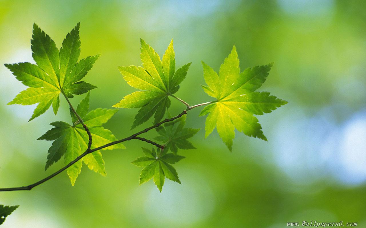 Free Download Wallpaper High Resolution Spring Green Leaves 1 High Resolution [1280x800] For Your Desktop, Mobile & Tablet. Explore Spring Wallpaper High Res. High Res Background, High Res Wallpaper 1920x1080