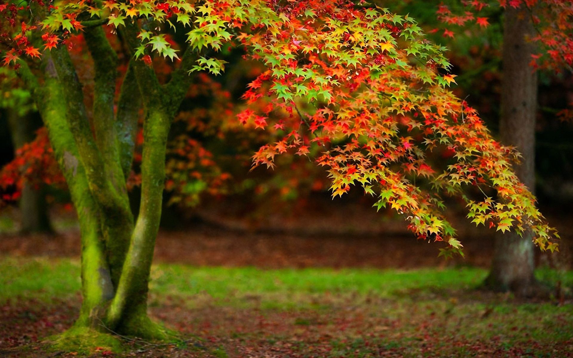 Wallpaper Red and Yellow Leaves on Green Grass Field During Daytime, Background Free Image
