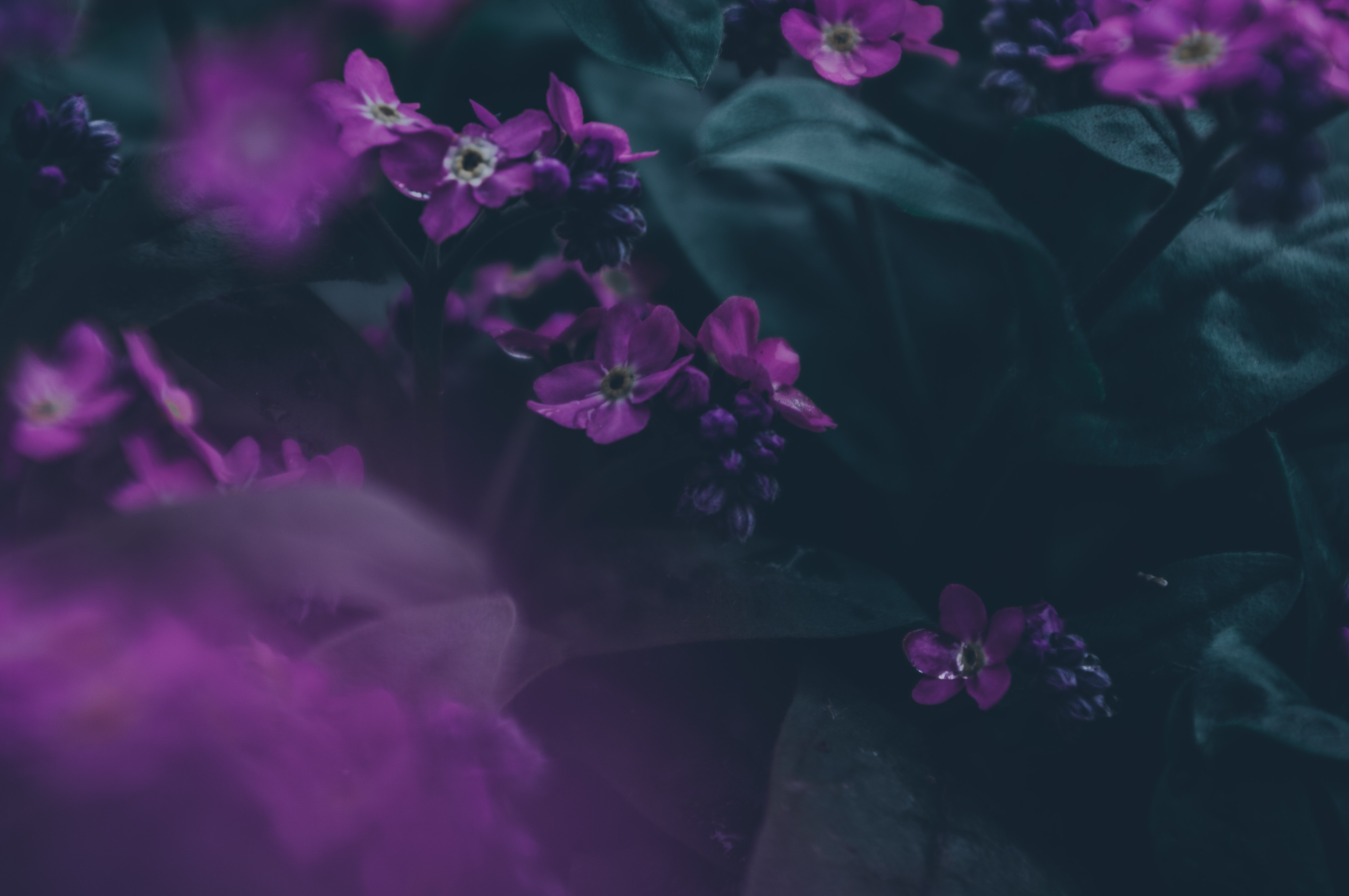 4K, purple, dark, nature, emotion, leaves, spring, green Gallery HD Wallpaper