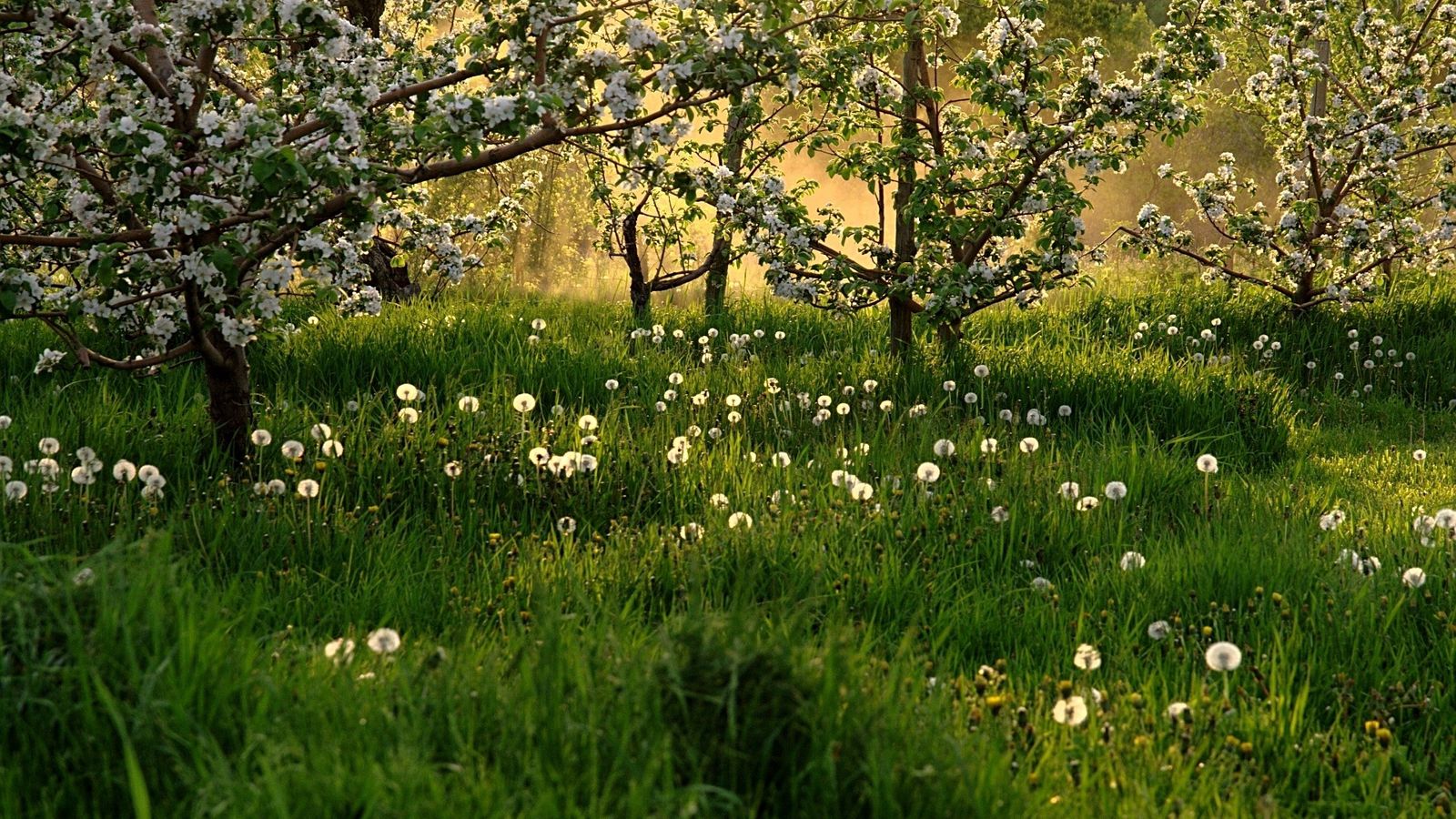 Download wallpaper 1600x900 flowering, spring, dandelions, grass, trees widescreen 16:9 HD background