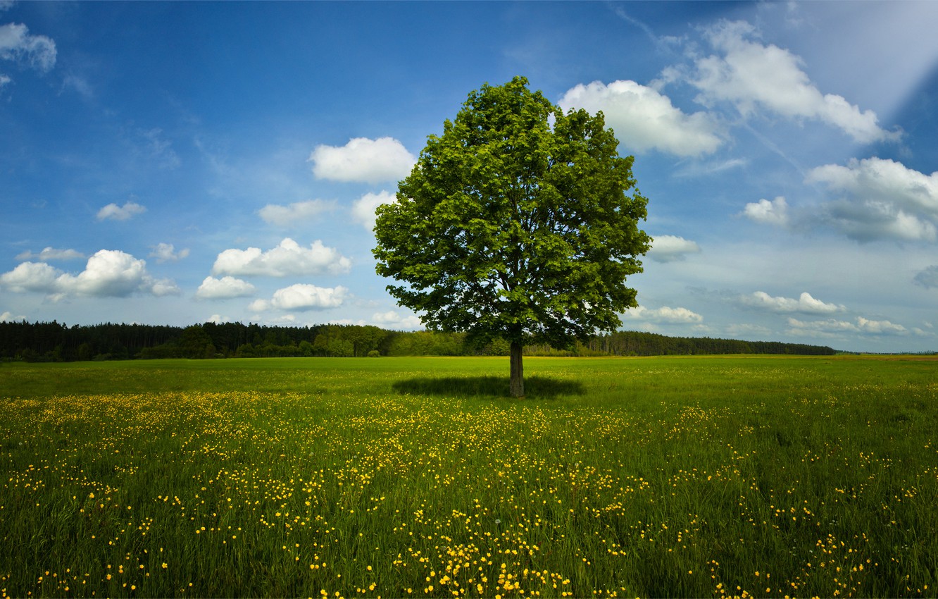 Wallpaper field, summer, grass, trees, nature, spring image for desktop, section пейзажи