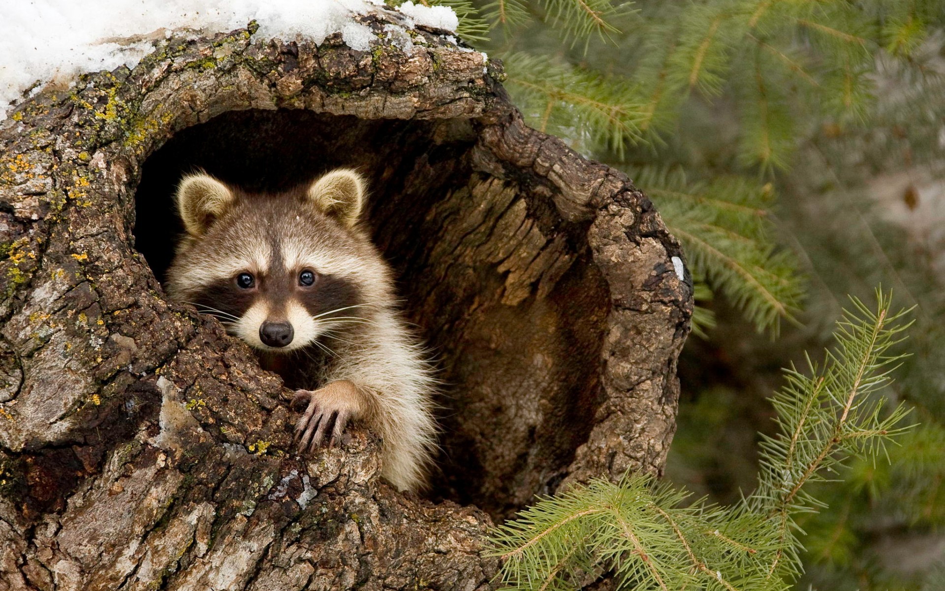 Raccoon Peeking Out Of A Tree Hollow, HD Wallpaper