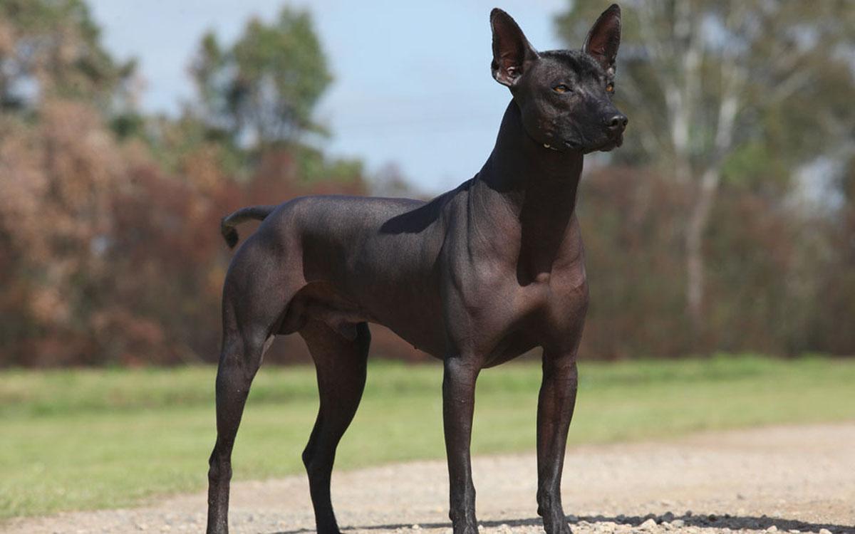 Mexican Hairless Dog Wallpaper HD Download