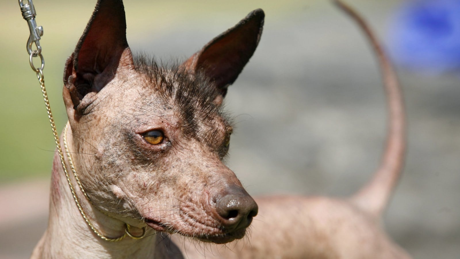 Mexican Hairless Dog Wallpapers Wallpaper Cave