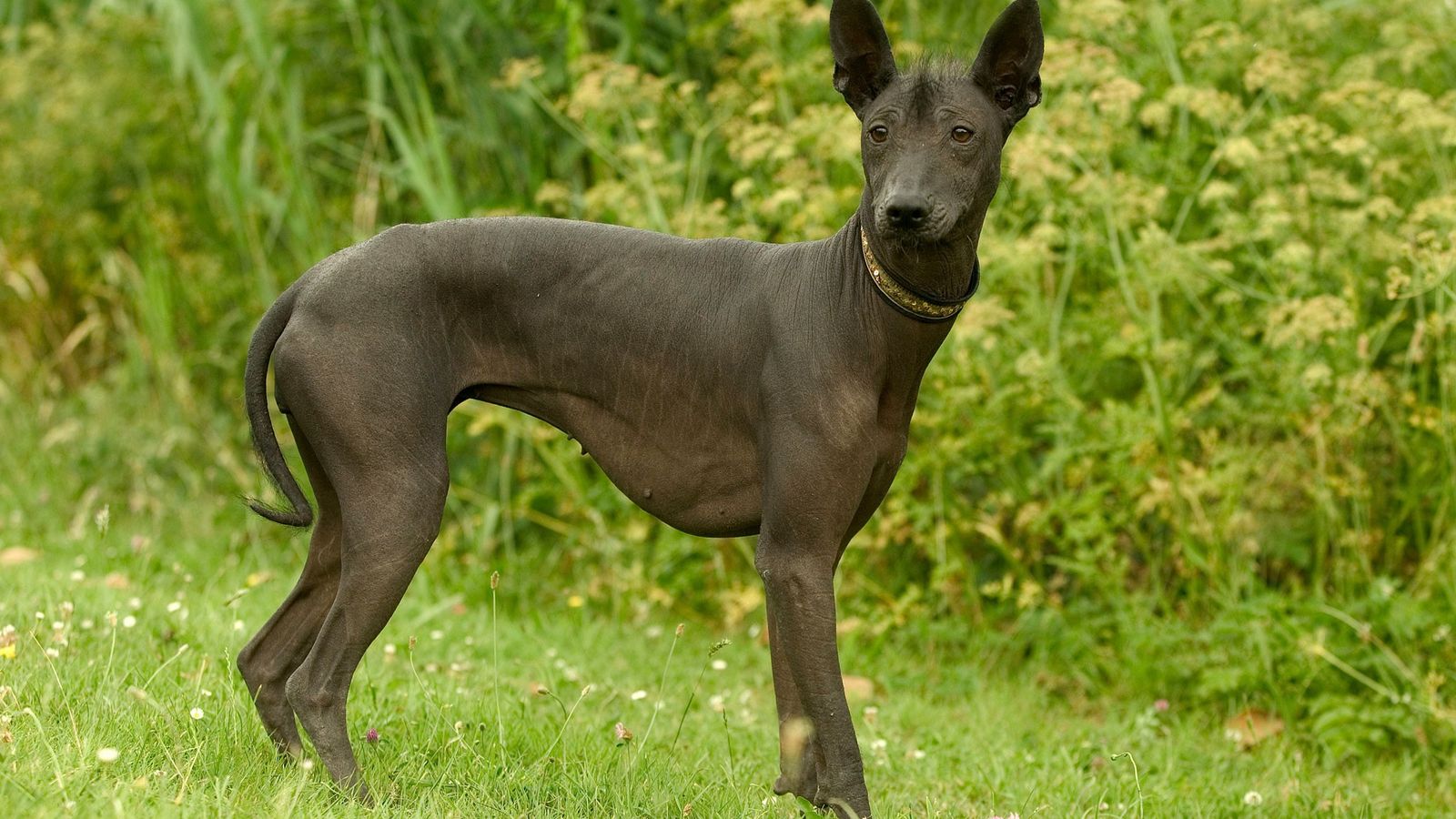 Find Out the Extraordinary History of This Hairless Mexican Dog