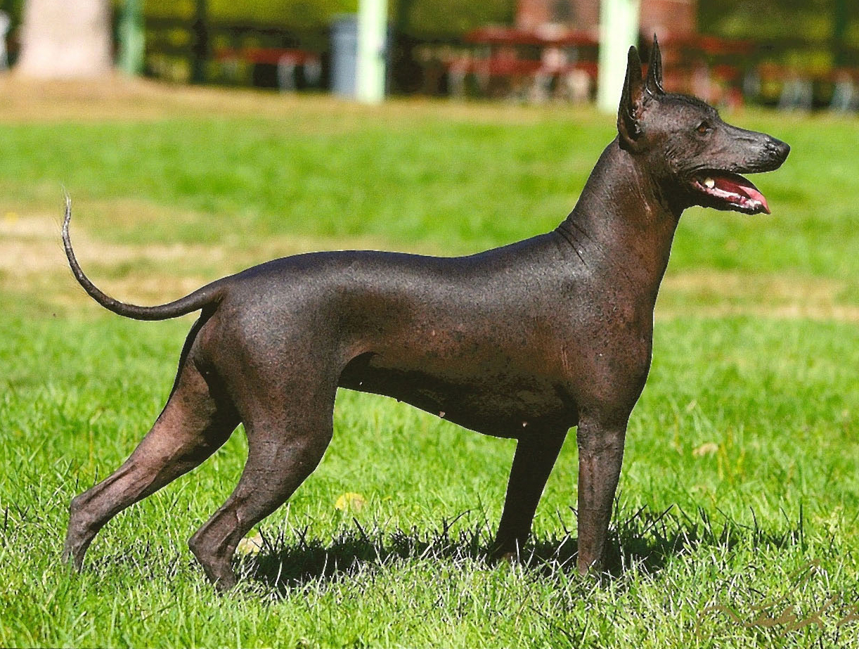 Xoloitzcuintli (Mexican Hairless) Info, Temperament, Puppies, Picture