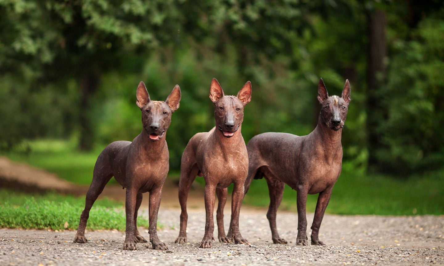 Xoloitzcuintli Dog Breed: Characteristics, Care & Photo