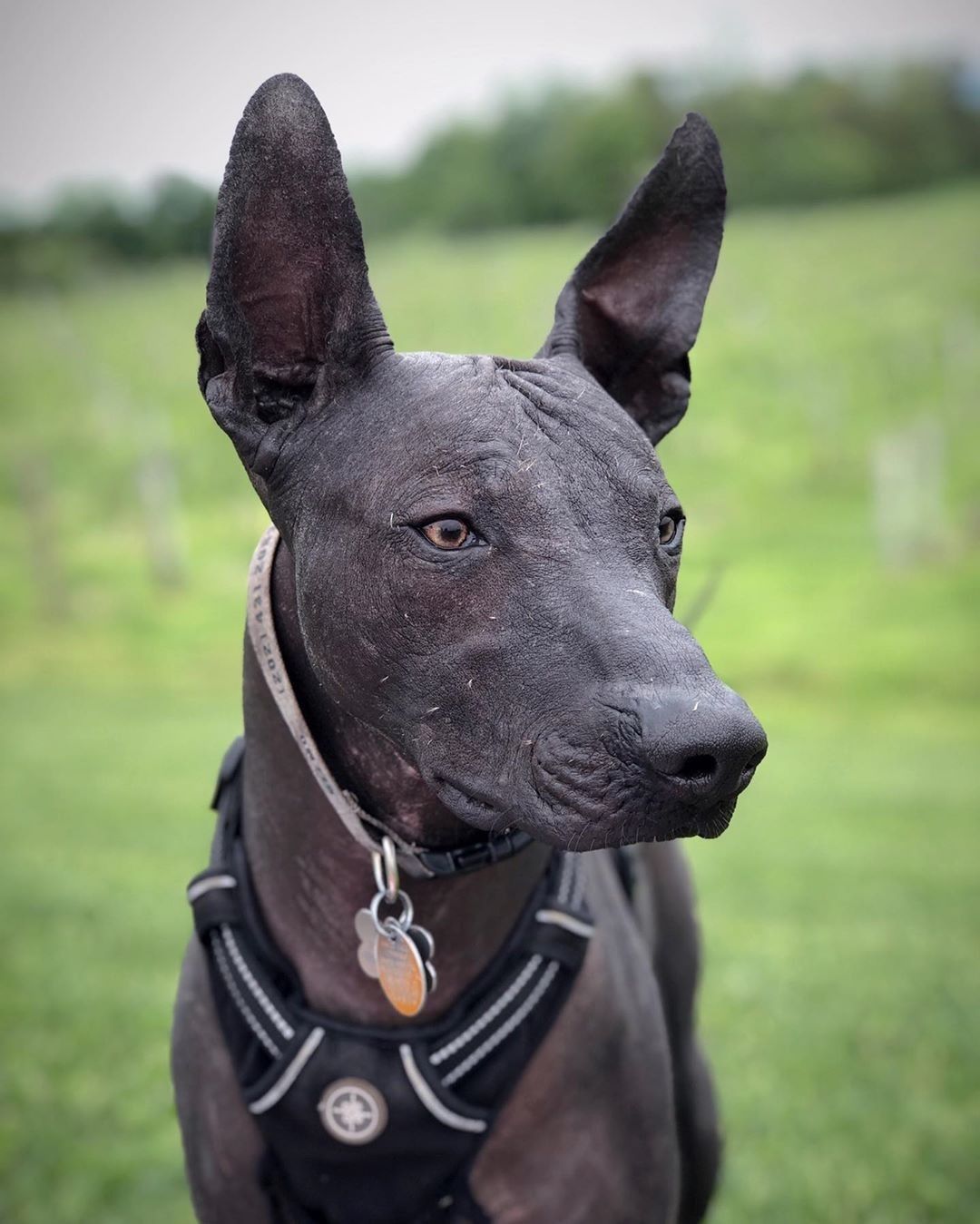 Gizmo 3 Years Old standard XOLOITZCUINTLE #xoloitzcuintle From #Usa